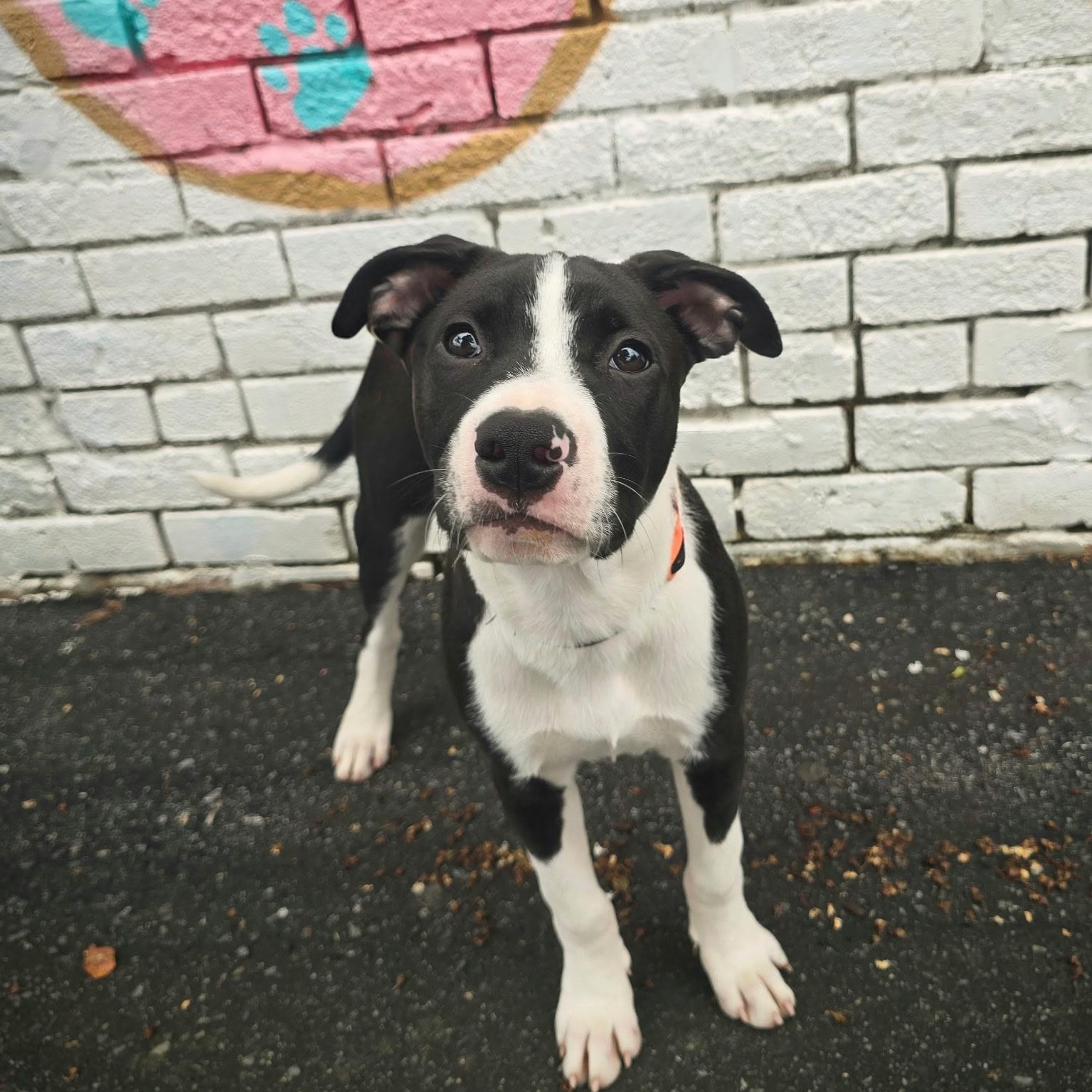Rex, a ADOPTABLE mixed breed in Rock Hill, SC image 4/6
