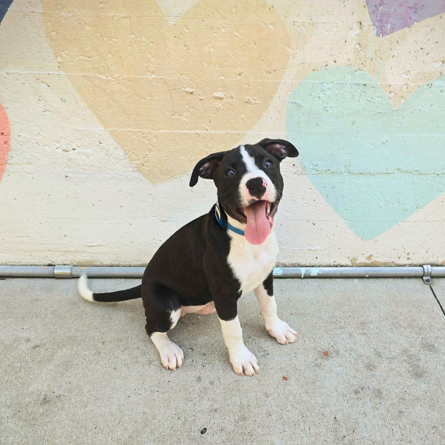 Enlarge Rex, a ADOPTABLE mixed breed in Rock Hill, SC image 1/6