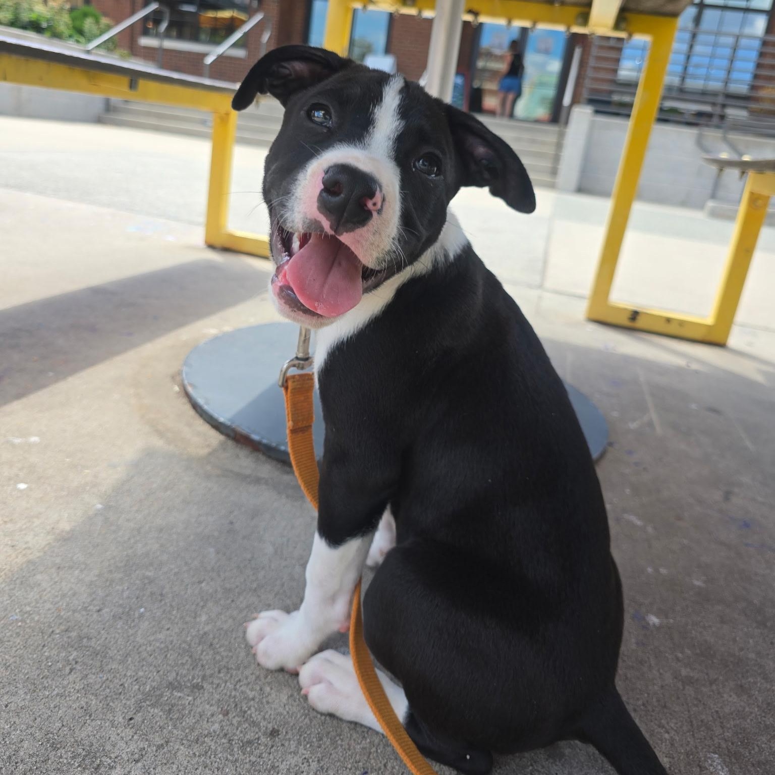 Enlarge Rex, a ADOPTABLE mixed breed in Rock Hill, SC image 5/6