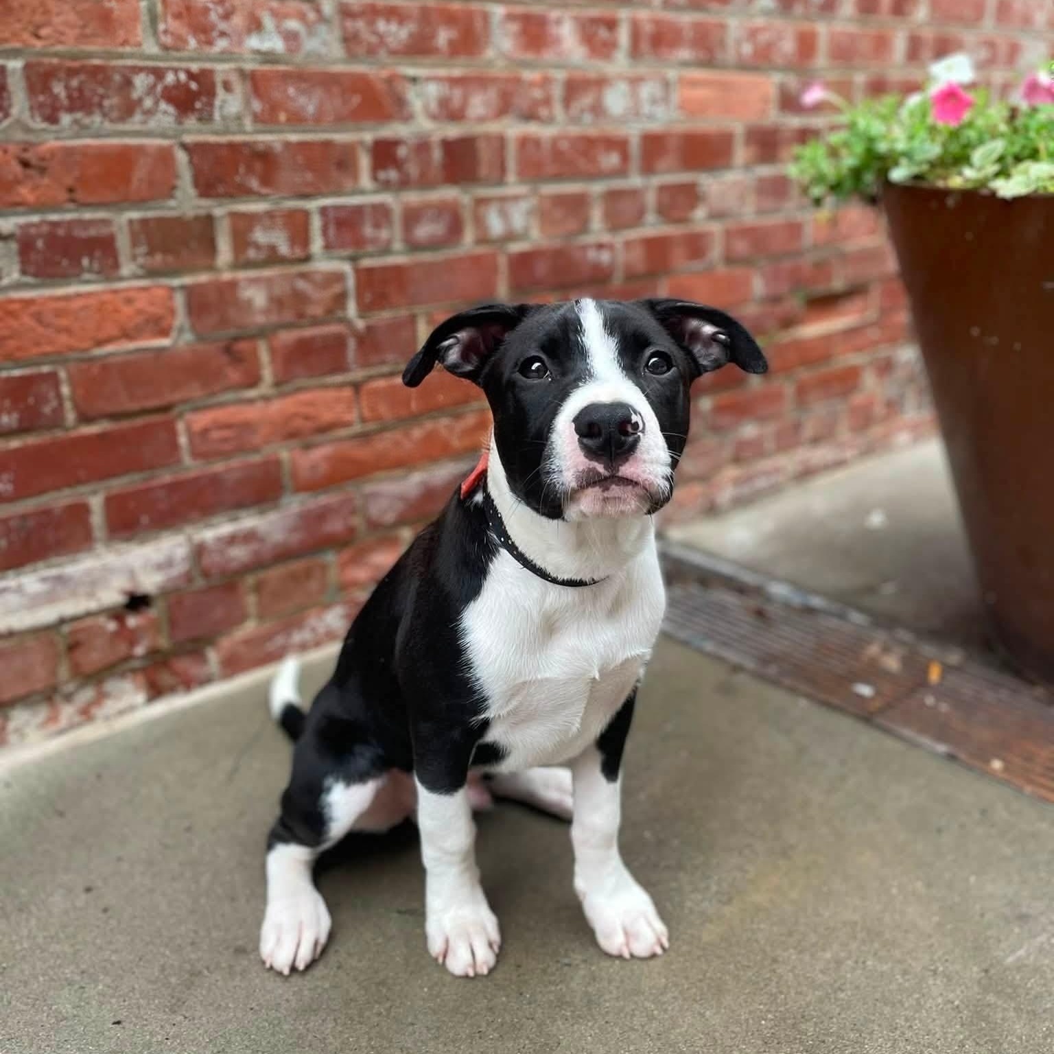 Rex, a ADOPTABLE mixed breed in Rock Hill, SC image 1/6