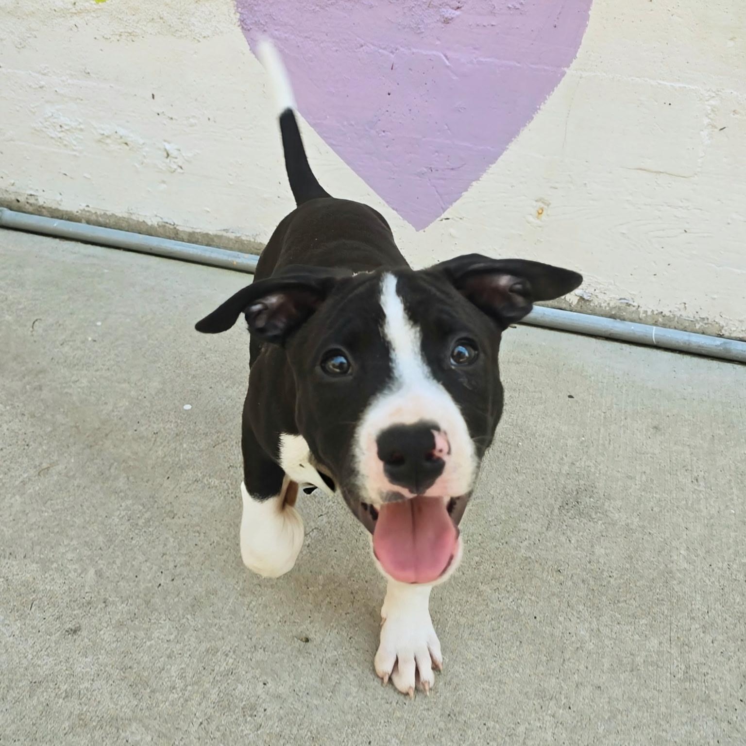 Enlarge Rex, a ADOPTABLE mixed breed in Rock Hill, SC image 6/6