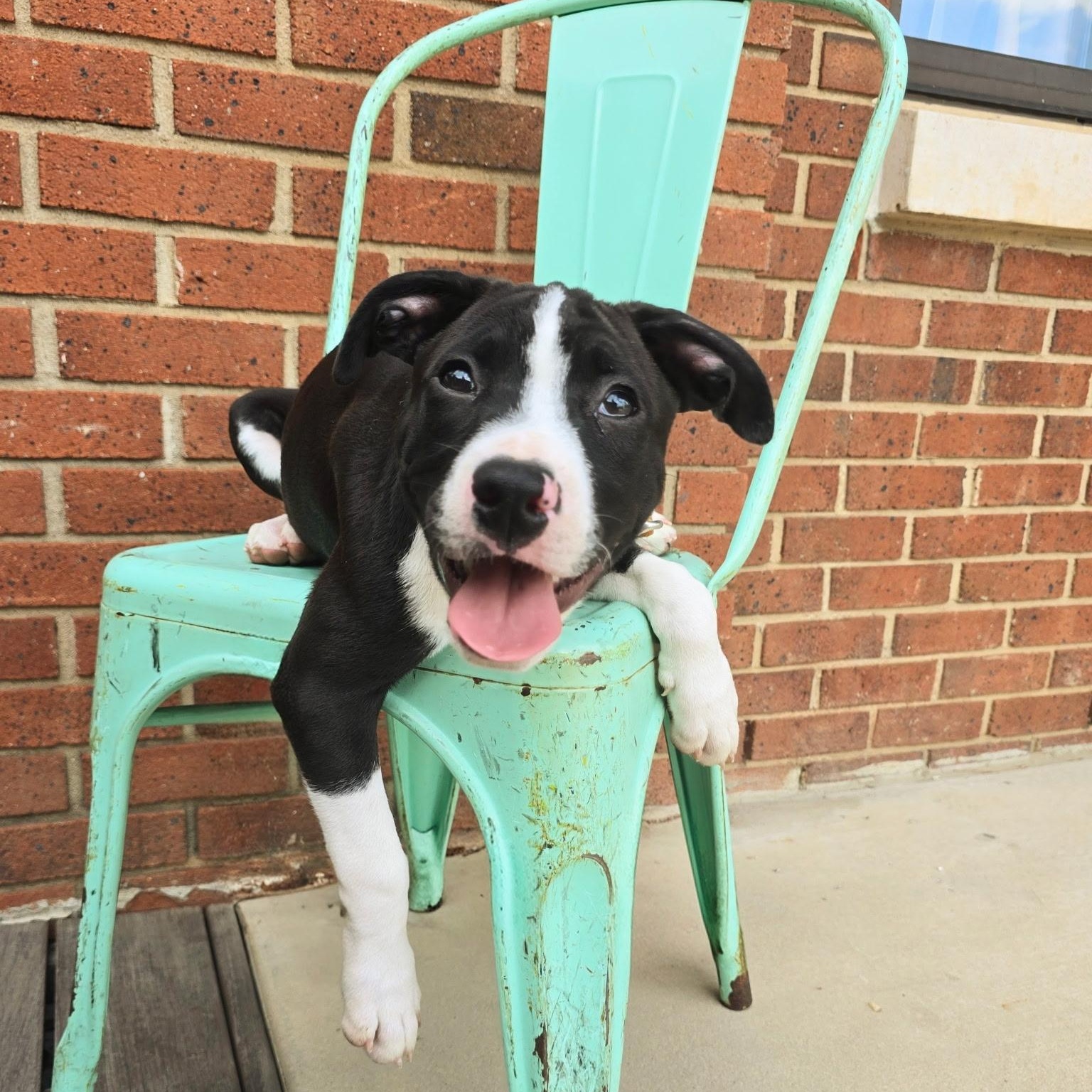 Enlarge Rex, a ADOPTABLE mixed breed in Rock Hill, SC image 2/6
