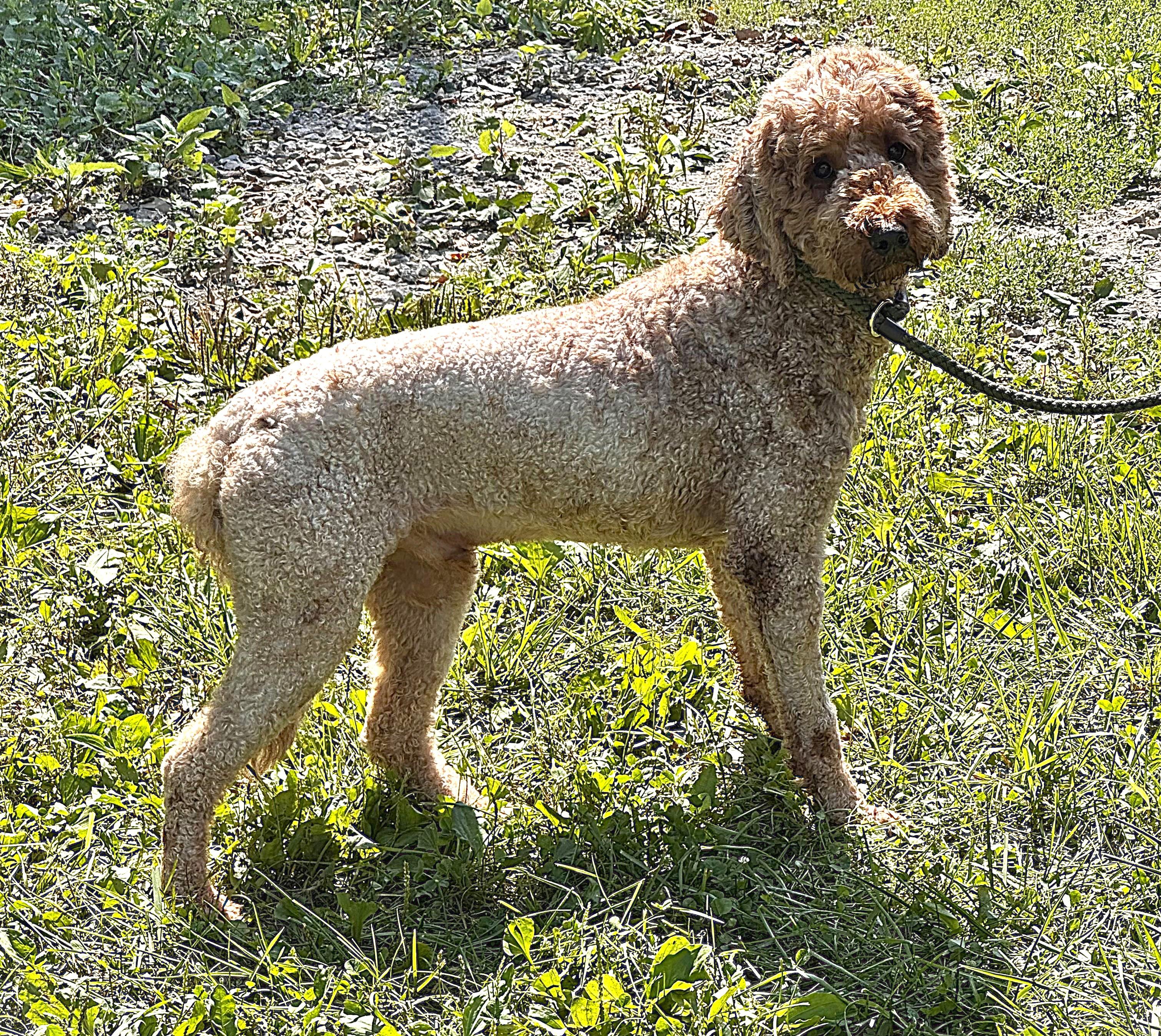 TEDDY, a ADOPTABLE mixed breed in Beechbottom, WV image 6/6
