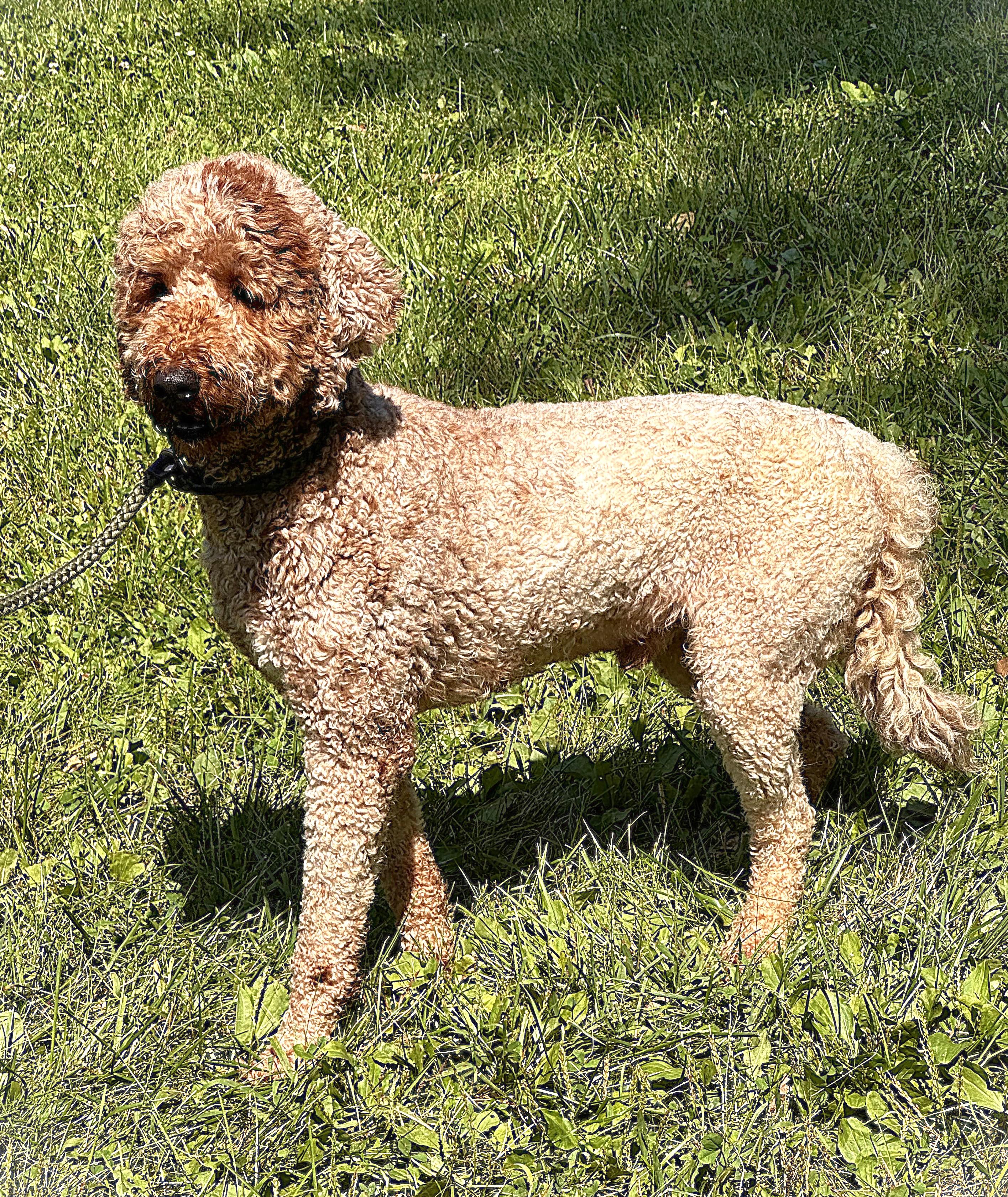 TEDDY, a ADOPTABLE mixed breed in Beechbottom, WV image 3/6
