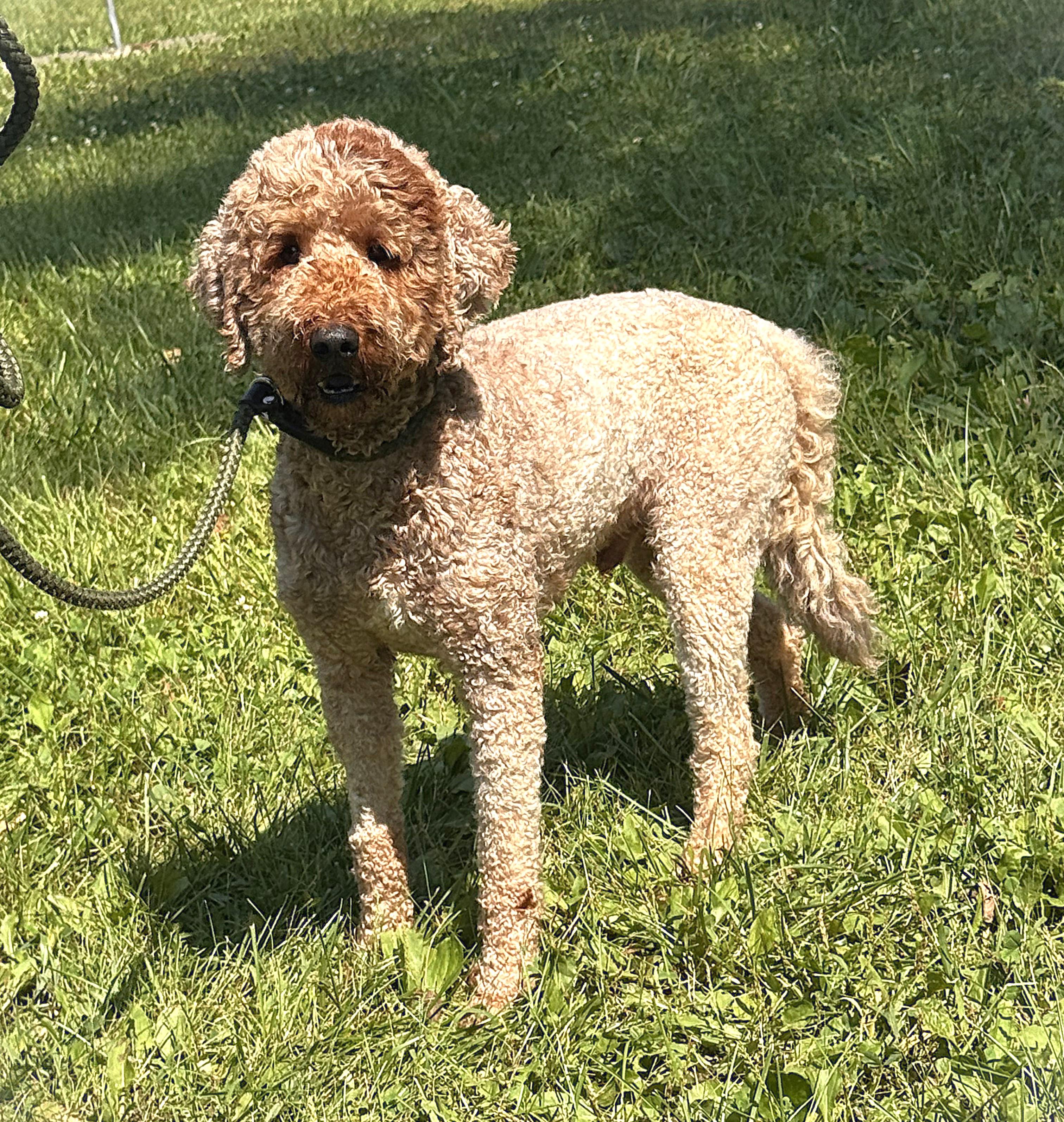 TEDDY, a ADOPTABLE mixed breed in Beechbottom, WV image 2/6