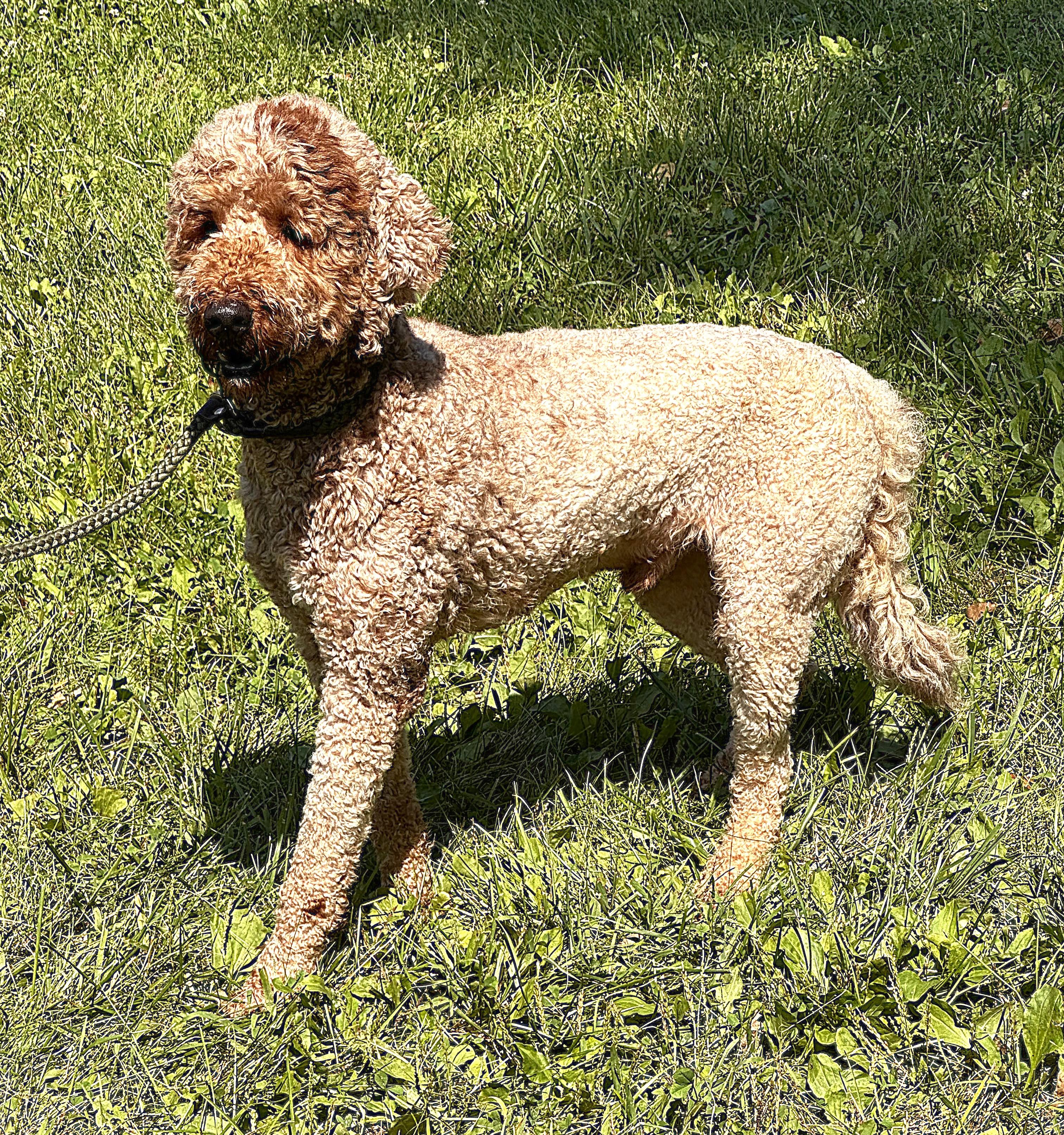TEDDY, a ADOPTABLE mixed breed in Beechbottom, WV image 4/6
