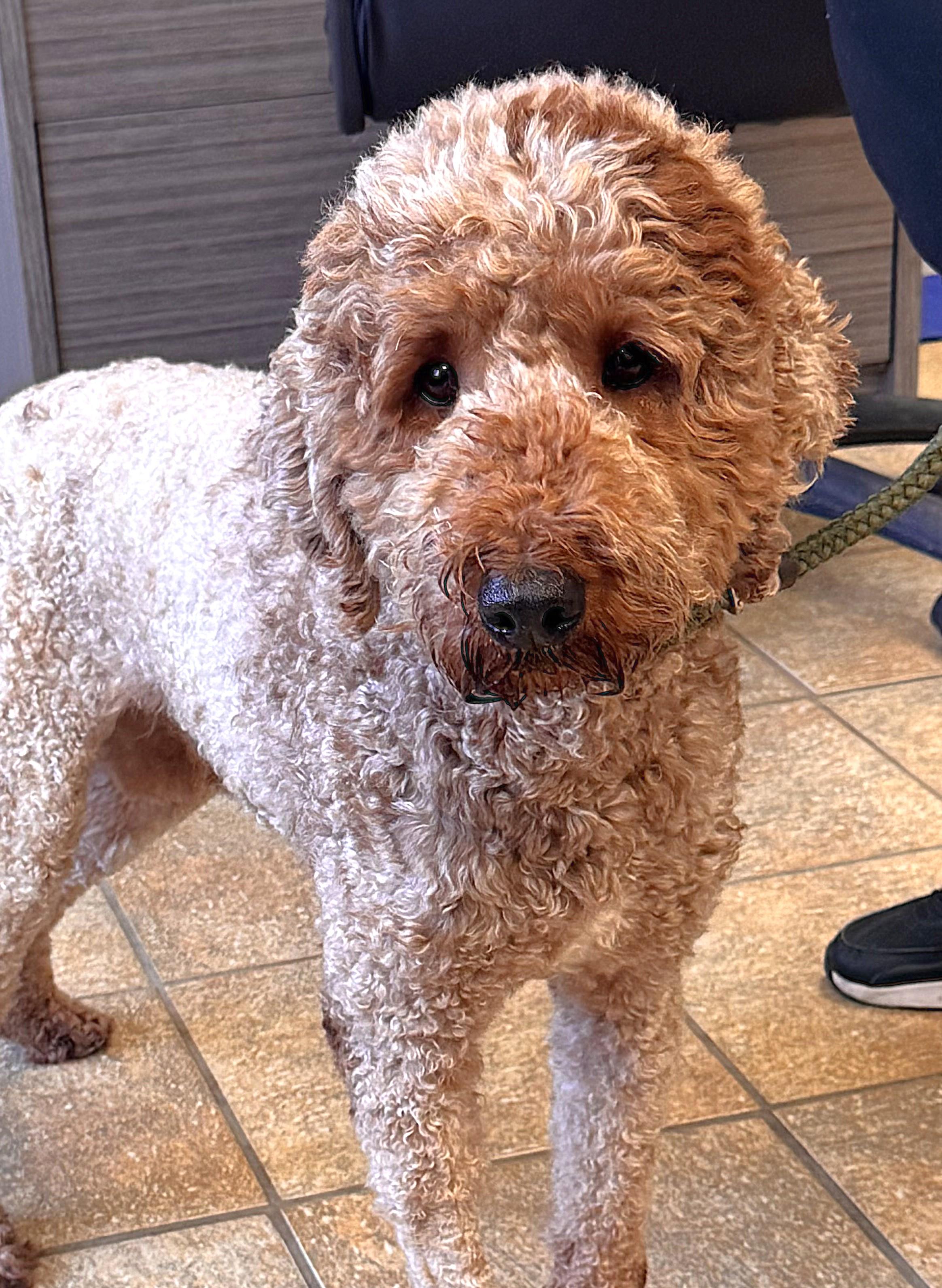 TEDDY, ADOPTABLE, Adult Male Golden Retriever & Standard Poodle.
