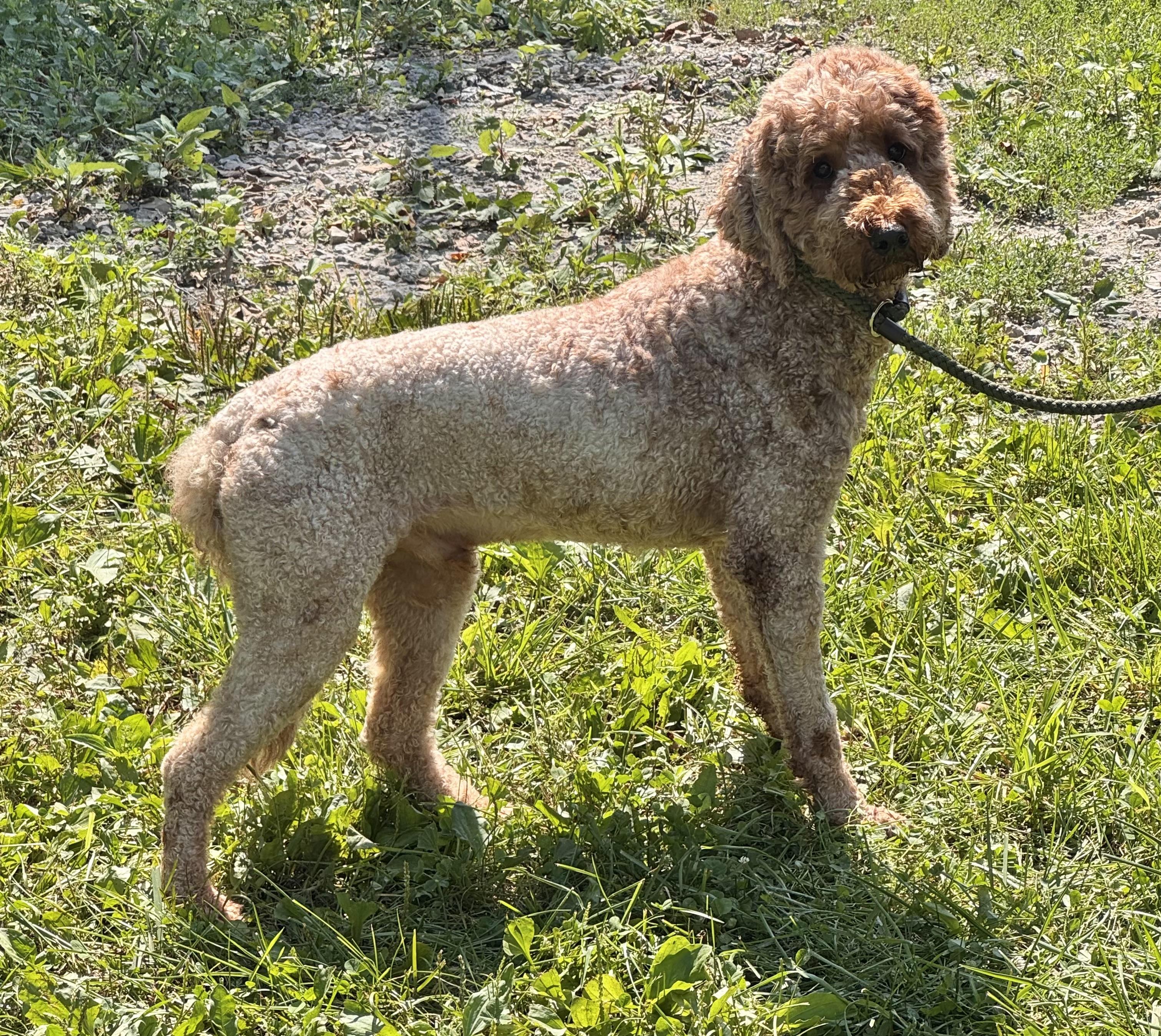 TEDDY, a ADOPTABLE mixed breed in Beechbottom, WV image 5/6