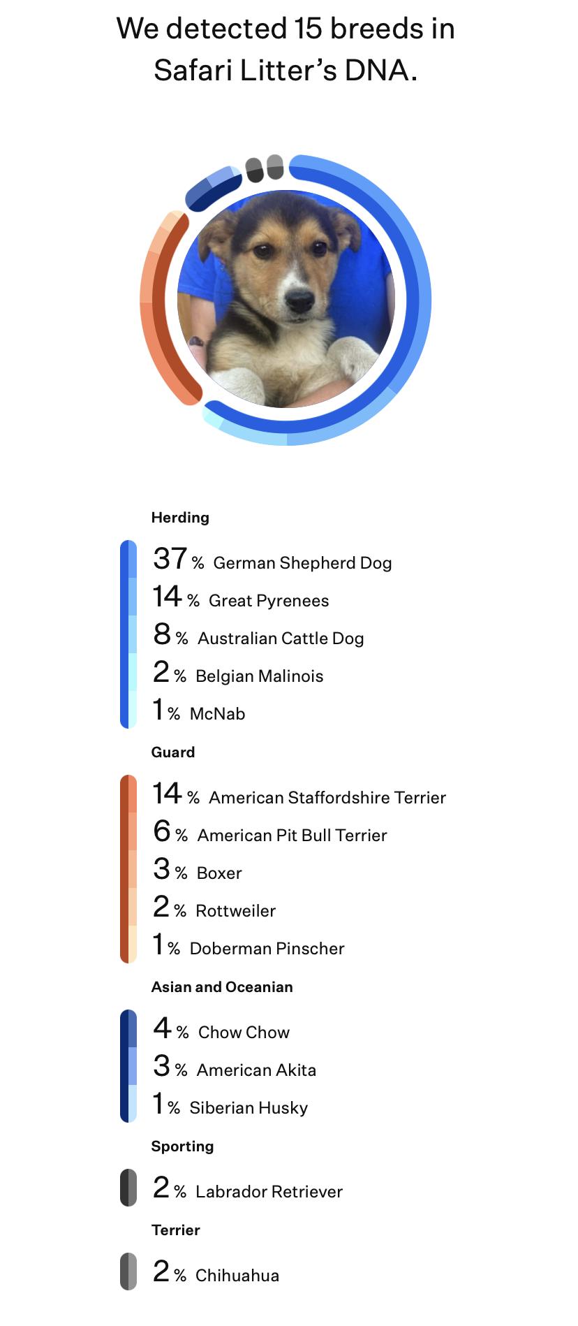 Enlarge Meerkat (Safari litter), a Adoptable mixed breed in Silvana, WA image 4/6