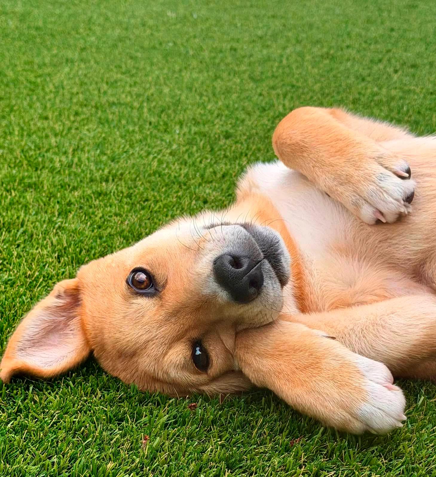 Meerkat (Safari litter), Adoptable, Puppy Female German Shepherd Dog & Great Pyrenees.