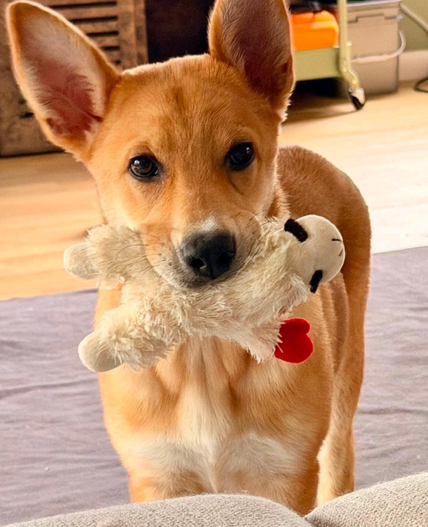 Enlarge Meerkat (Safari litter), a Adoptable mixed breed in Silvana, WA image 2/6