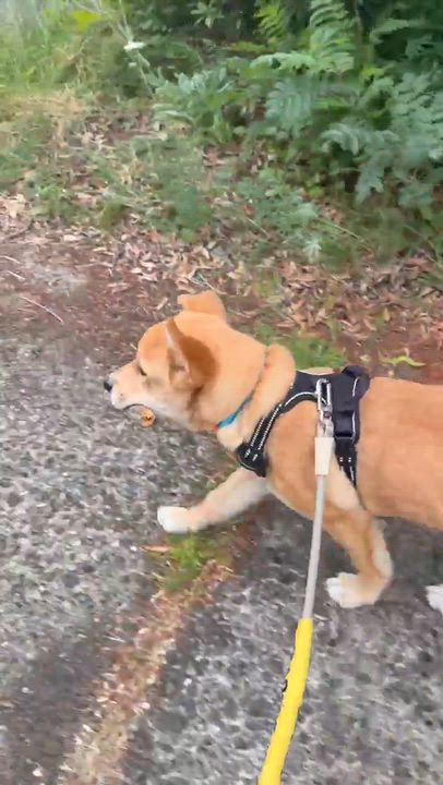Enlarge Meerkat (Safari litter), a Adoptable mixed breed in Silvana, WA video 6/6