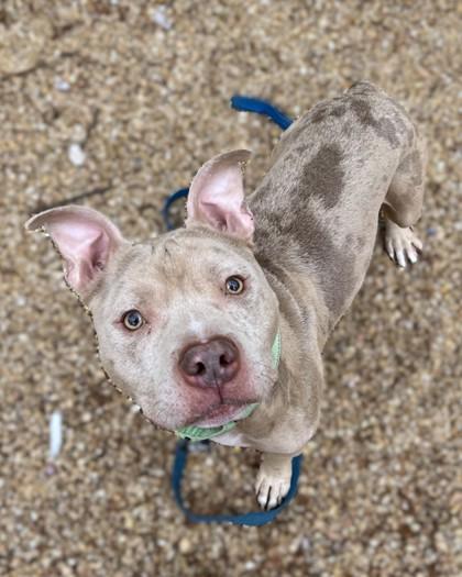 Chex Mix, Adoptable, Adult Male Mixed Breed & Mixed Breed.