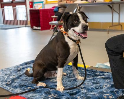 Remi, a Adoptable Mixed Breed in Bensalem, PA image 1/3