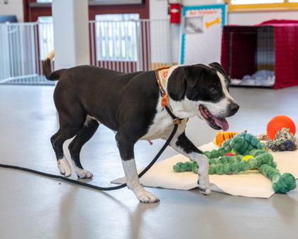 Remi, a Adoptable Mixed Breed in Bensalem, PA image 2/3