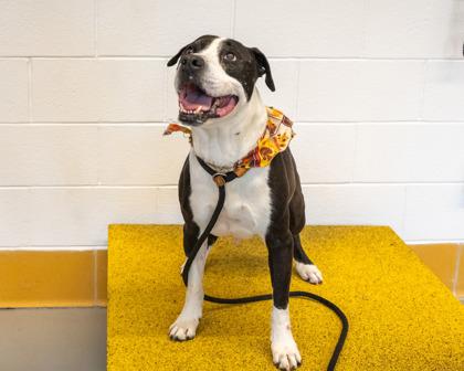 Remi, a Adoptable Mixed Breed in Bensalem, PA image 3/3