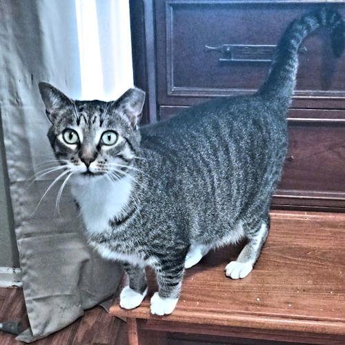 Loki, Adoptable, Young Male Tabby.