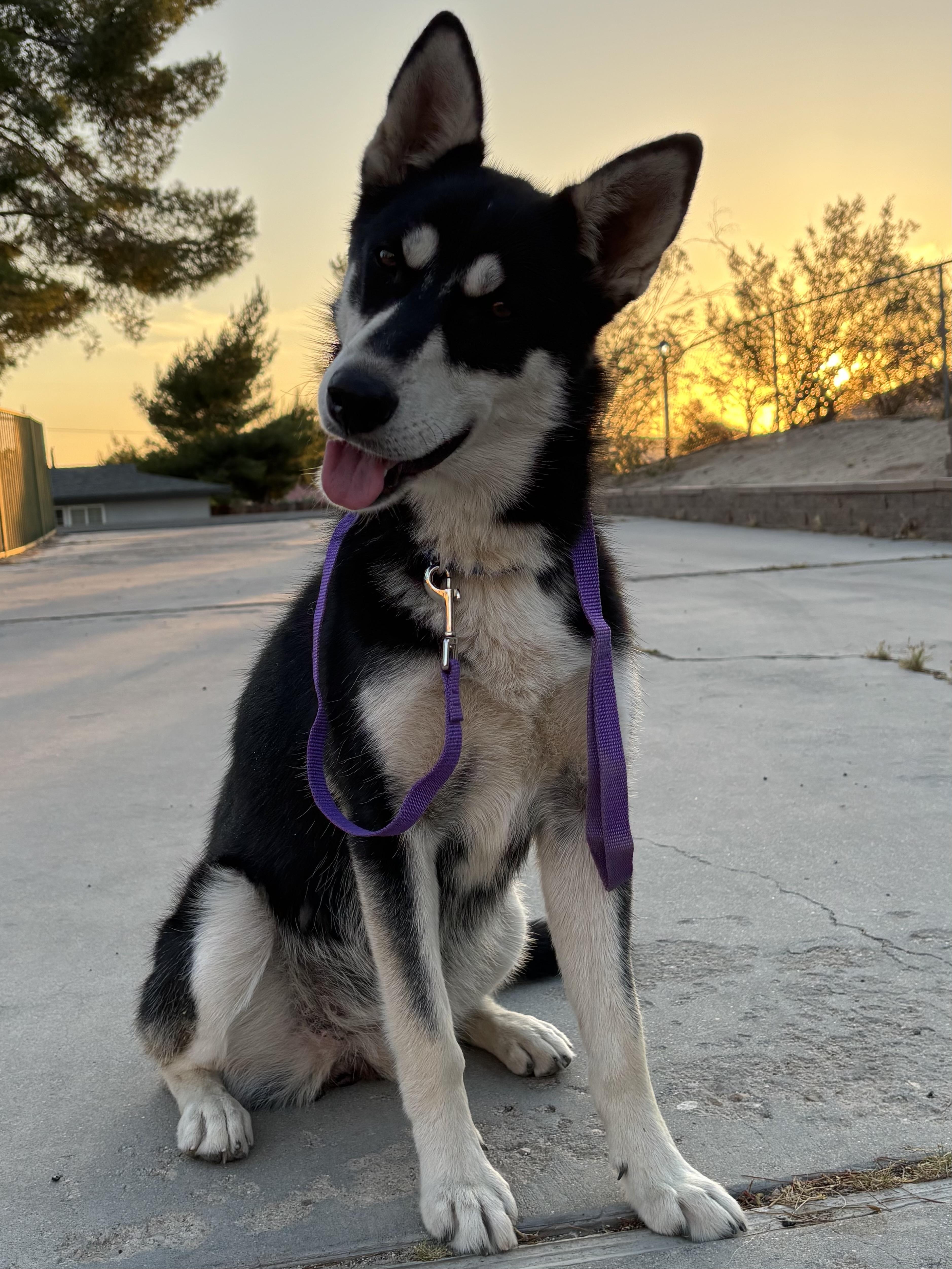 Roadie, ADOPTABLE, Young Female Siberian Husky.