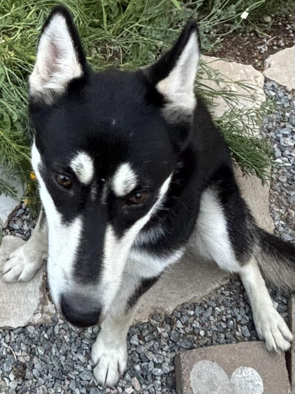 Roadie, a ADOPTABLE Siberian Husky in Menifee, CA image 2/6