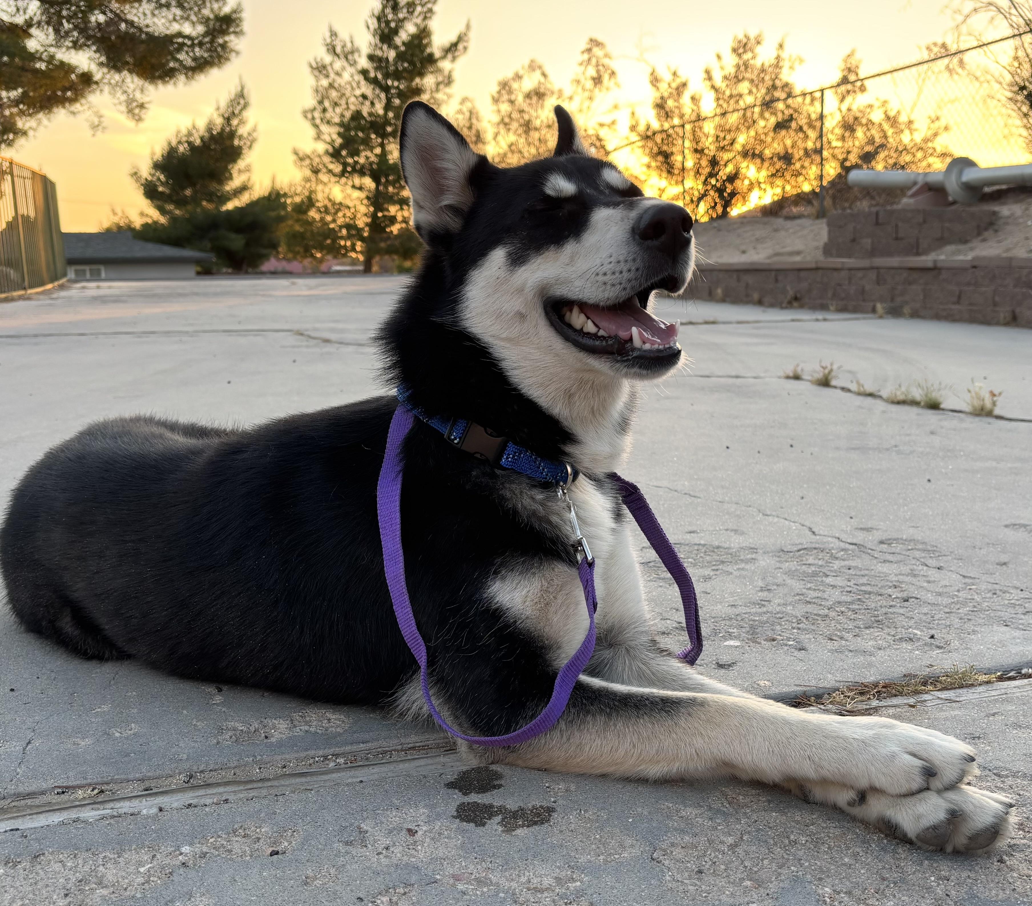 Roadie, a ADOPTABLE Siberian Husky in Menifee, CA image 4/6