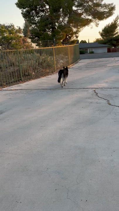 Enlarge Roadie, a ADOPTABLE Siberian Husky in Menifee, CA video 6/6
