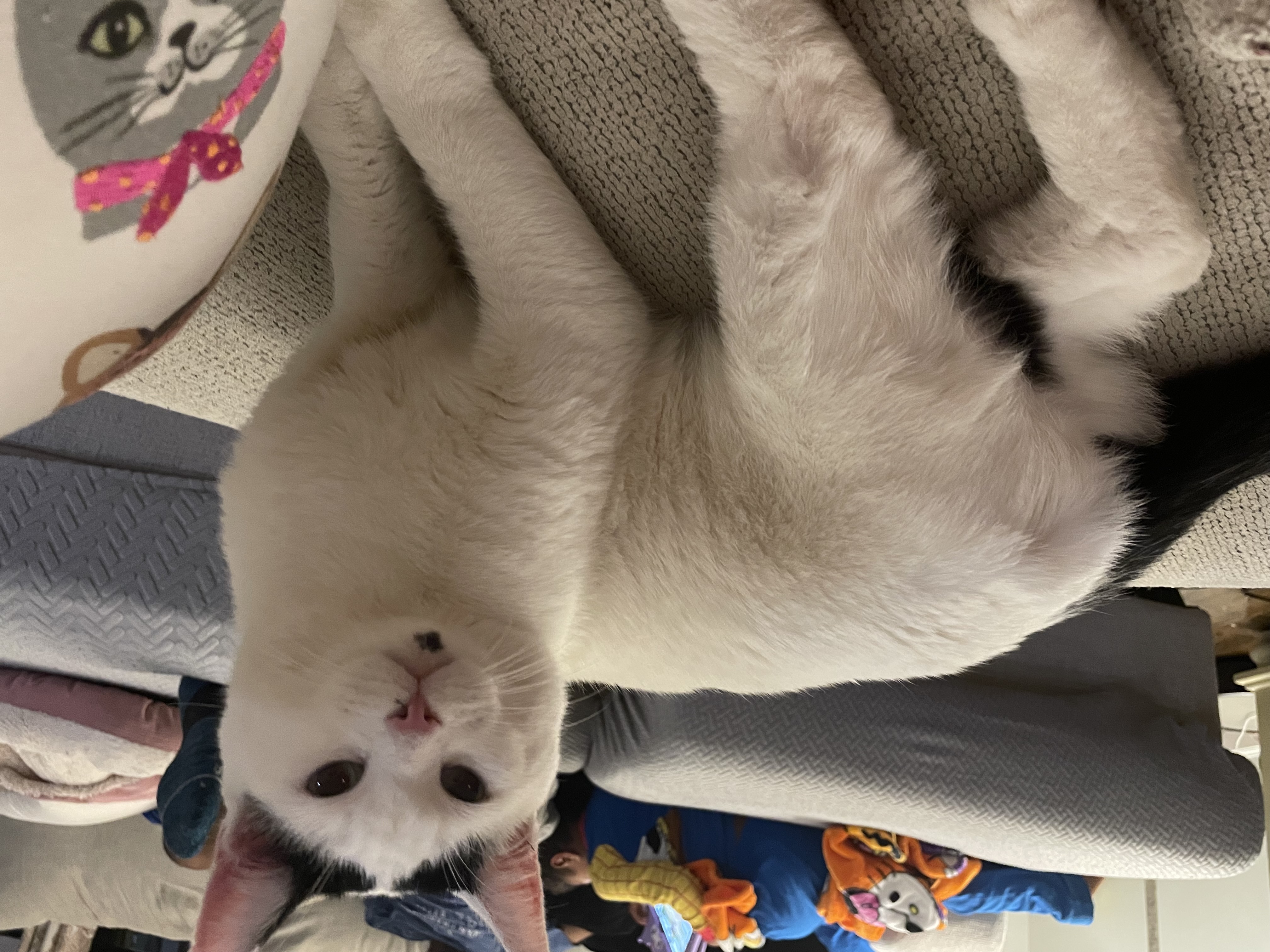 Cat for adoption Reggie, a Domestic Short Hair in Staten Island, NY