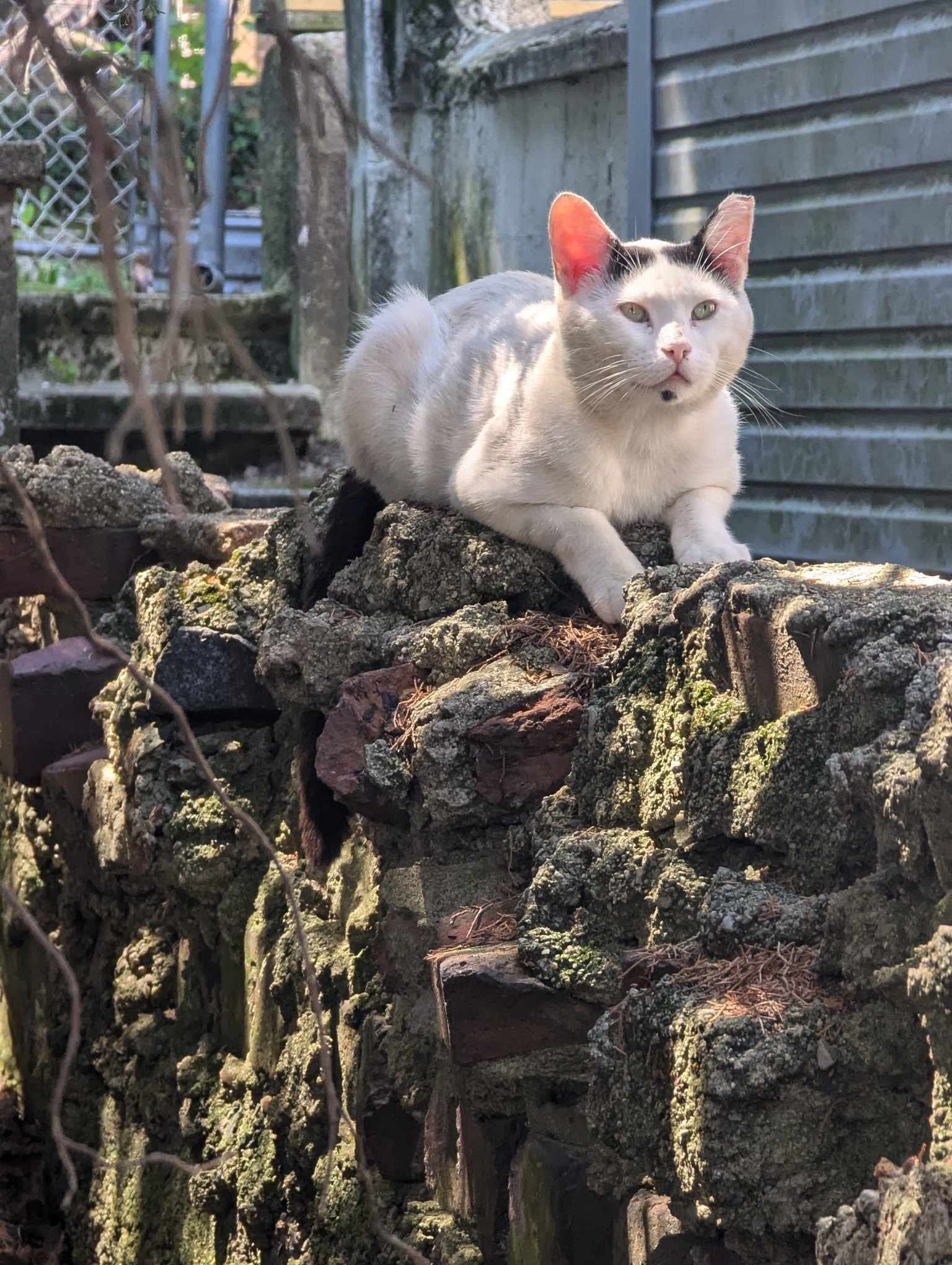 Cat for adoption Reggie, a Domestic Short Hair in Staten Island, NY