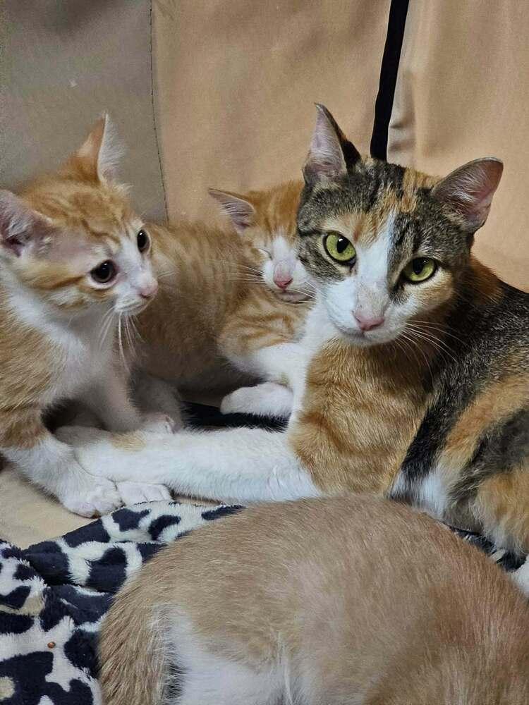 Bunnie Deux Go., Adoptable, Young Female Domestic Short Hair.