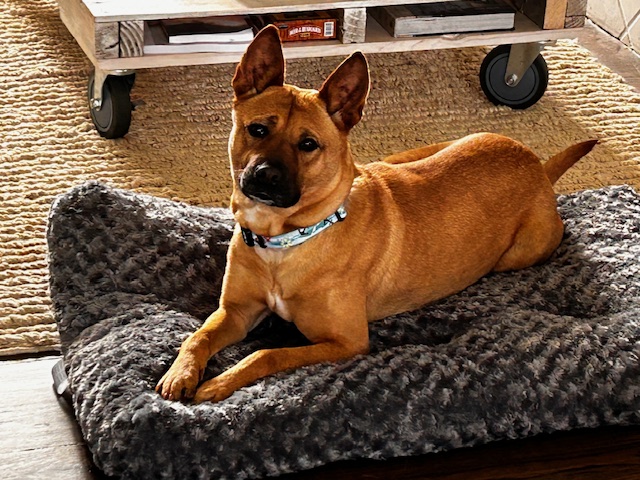 Enlarge Birdy, a Adopted Terrier in Stamford, CT image 3/4