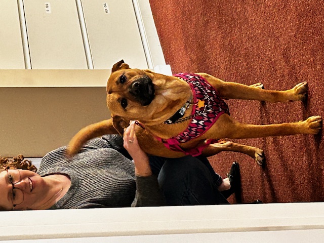 Enlarge Birdy, a Adopted Terrier in Stamford, CT image 4/4