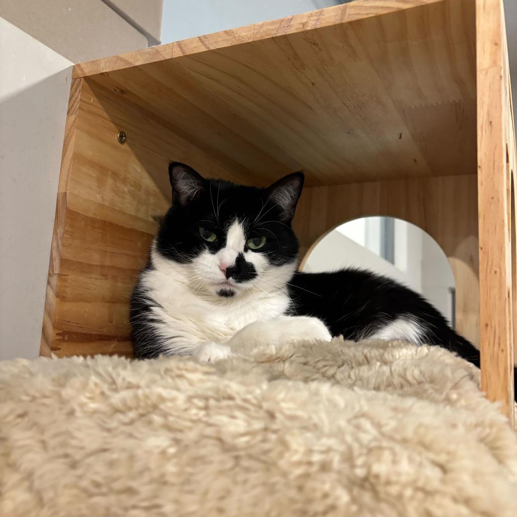 Olivia, Adoptable, Adult Female Domestic Short Hair.