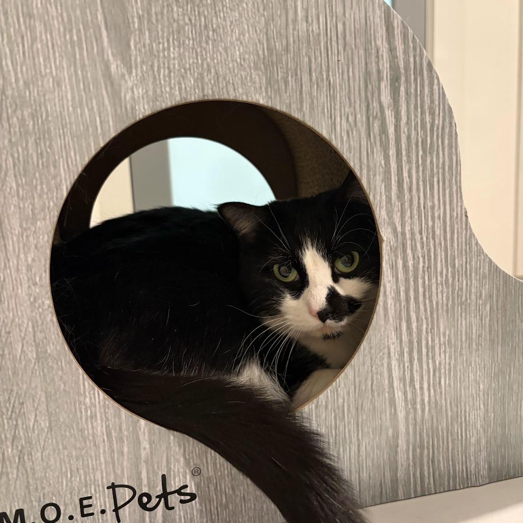 Enlarge Olivia, a Adoptable mixed breed in Louisville, KY image 2/3