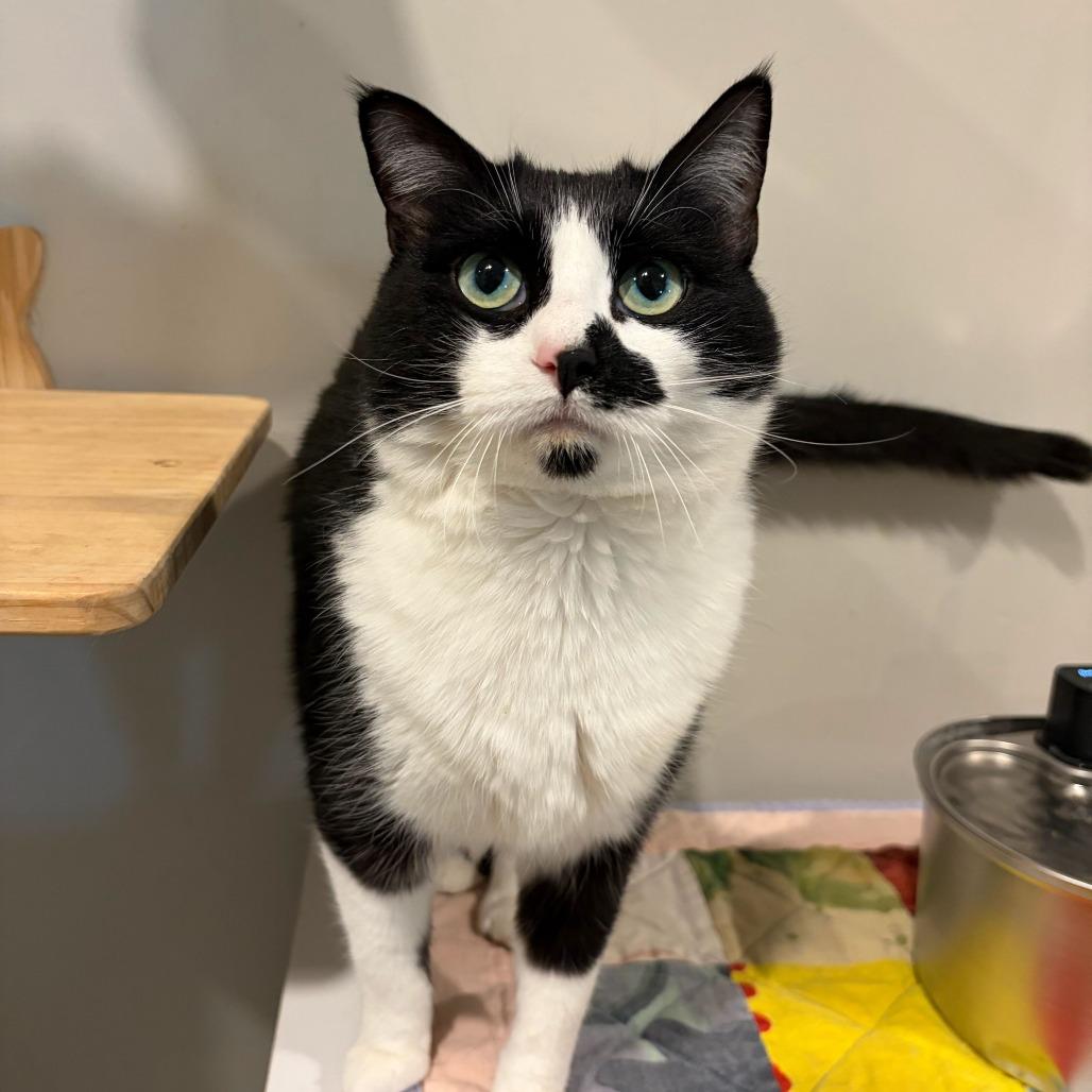 Enlarge Olivia, a Adoptable mixed breed in Louisville, KY image 3/3