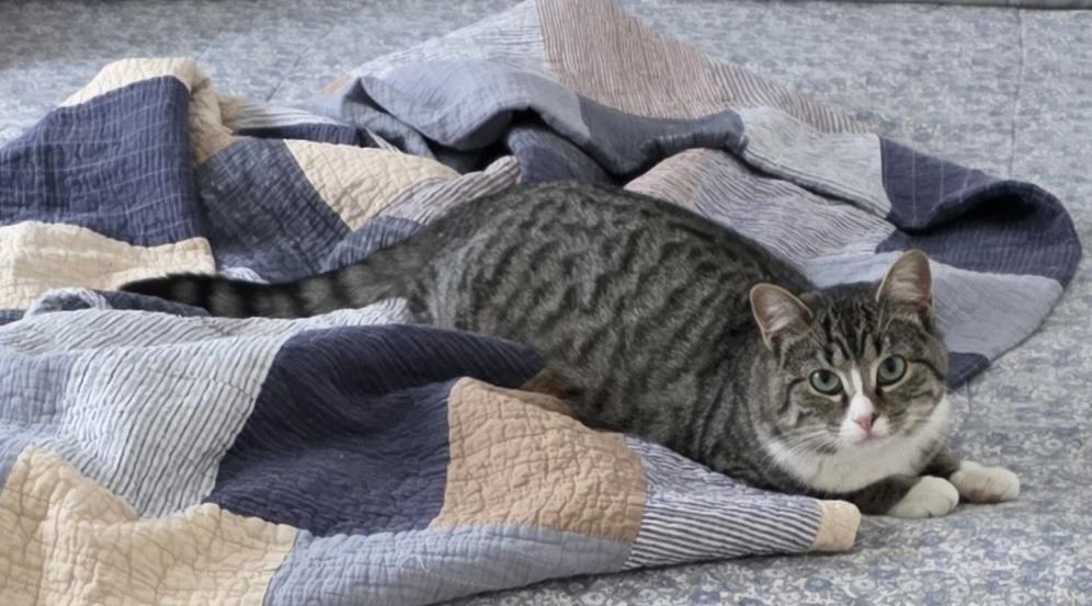 Enlarge Rosie (aka Derpy), a ADOPTABLE mixed breed in Latham, NY image 4/5