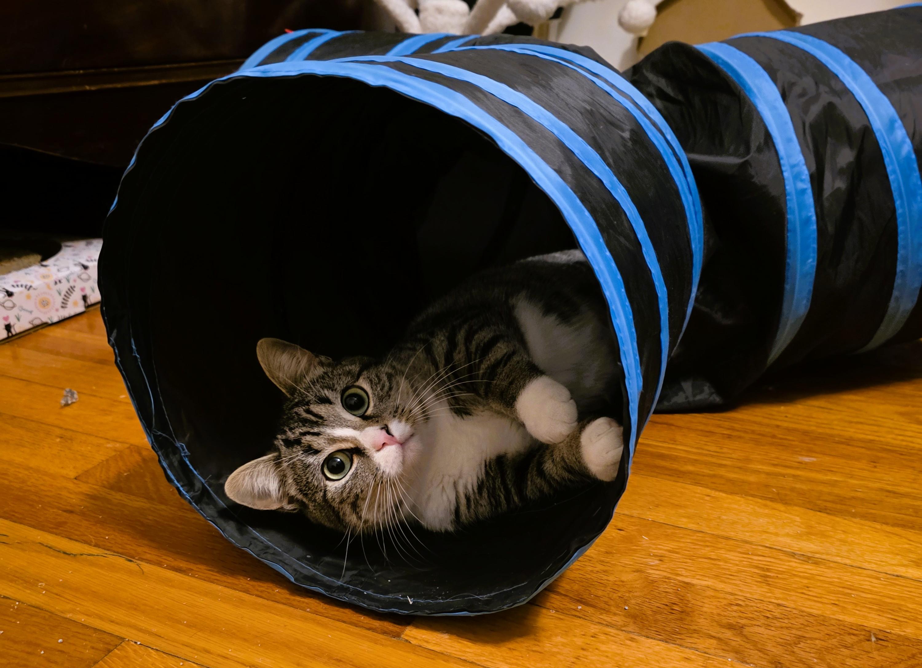 Enlarge Rosie (aka Derpy), a ADOPTABLE mixed breed in Latham, NY image 3/5