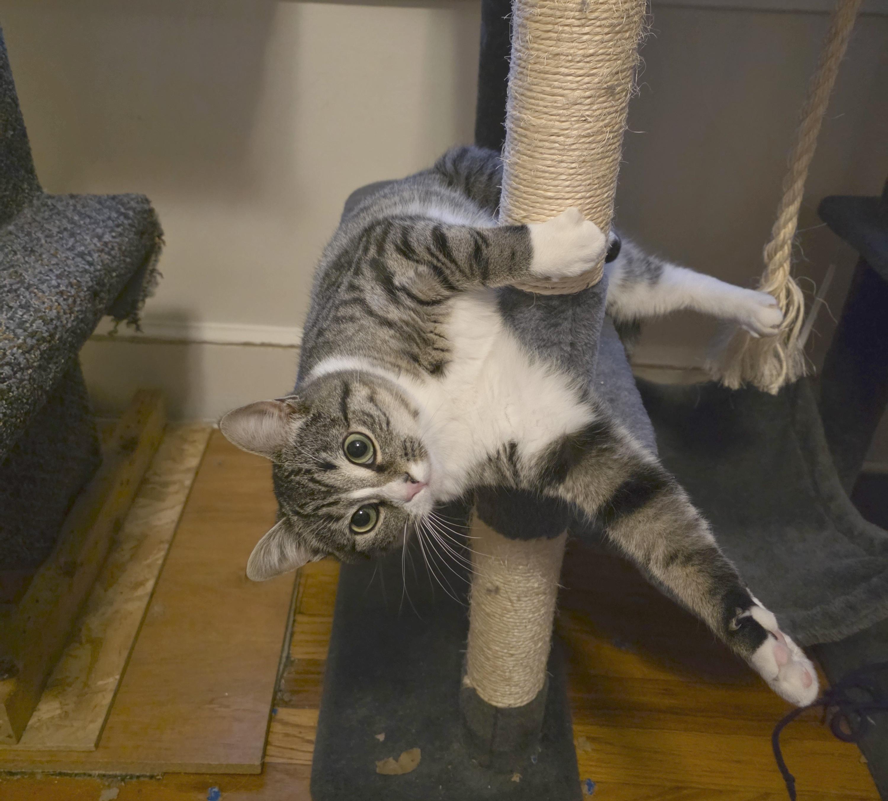 Rosie (aka Derpy), ADOPTABLE, Kitten Female Domestic Short Hair.