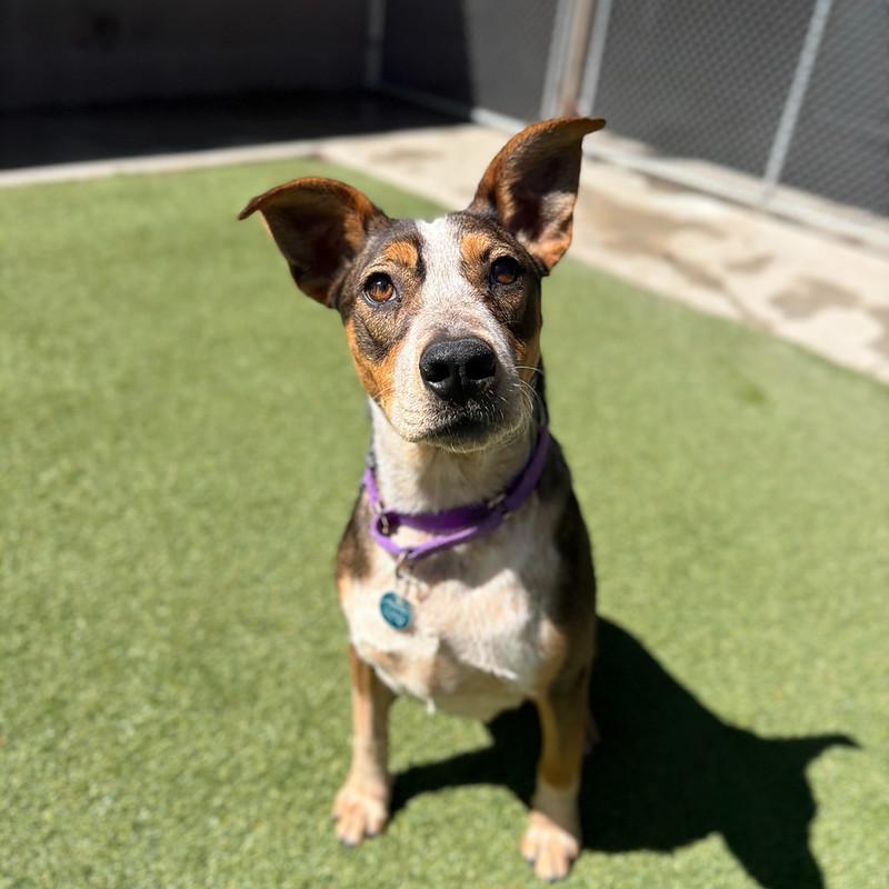 Elsa, ADOPTABLE, Young Female Mixed Breed.