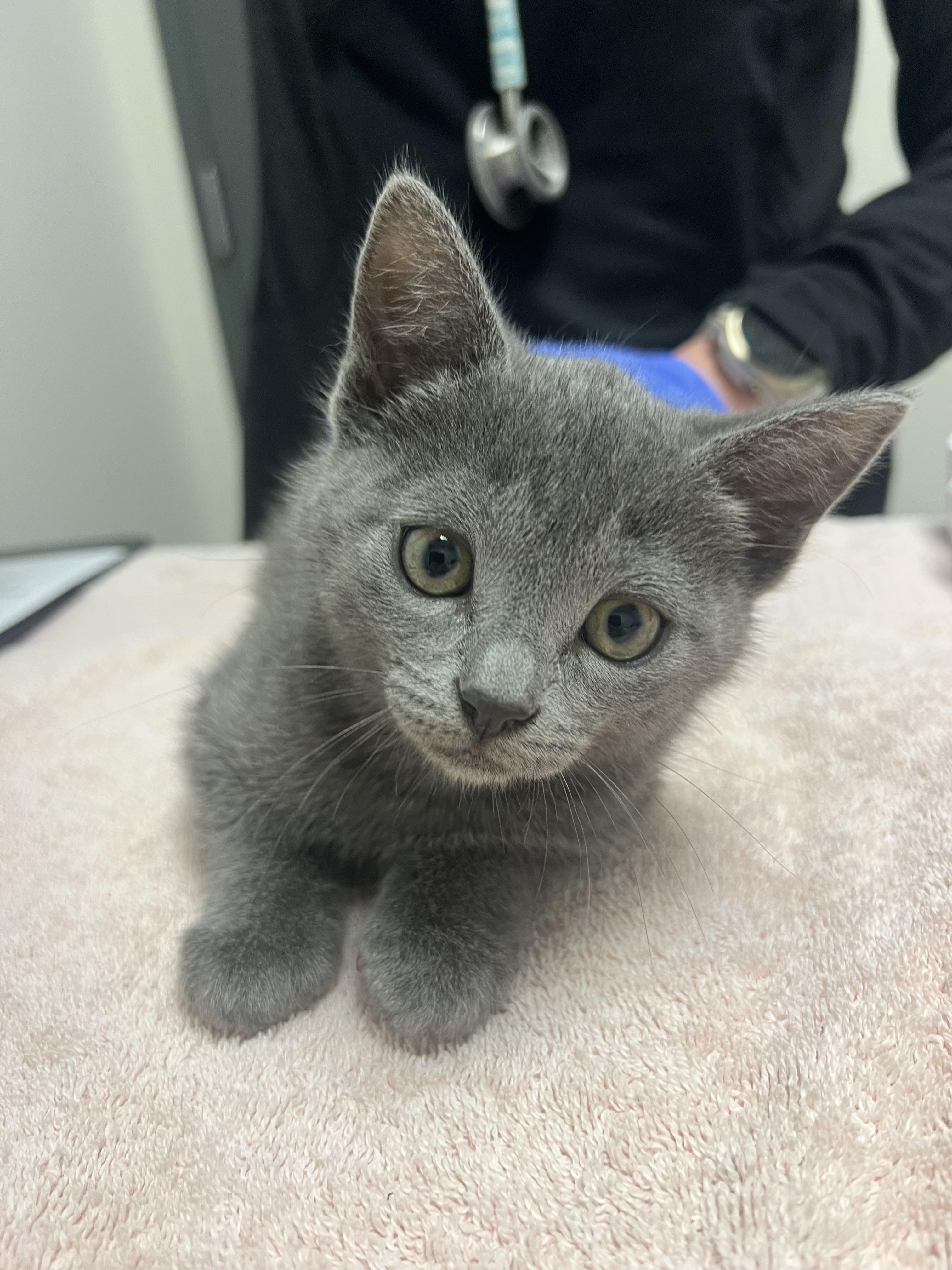Smokey, Adopted, Young Female Domestic Short Hair.
