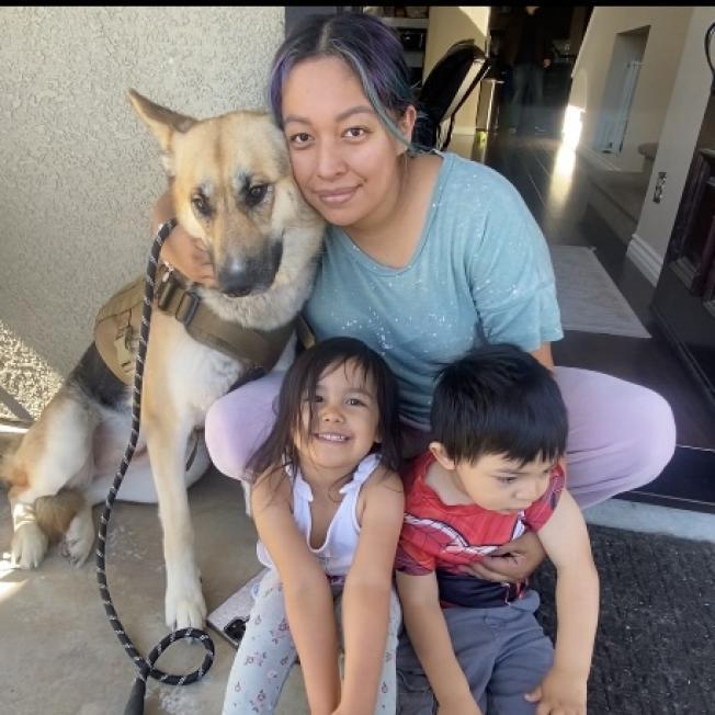 Enlarge Lady, a Adoptable German Shepherd Dog in Pahrump, NV image 1/3