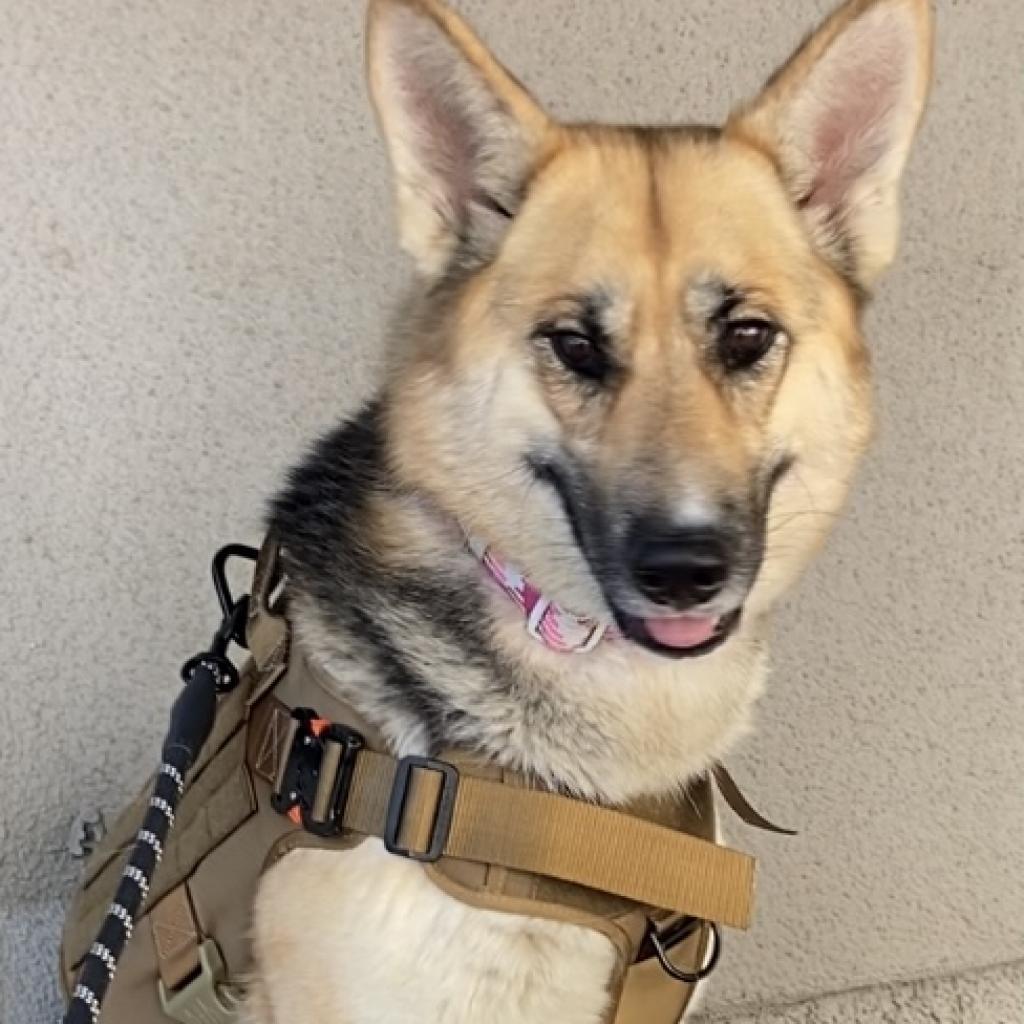 Enlarge Lady, a Adoptable German Shepherd Dog in Pahrump, NV image 2/3
