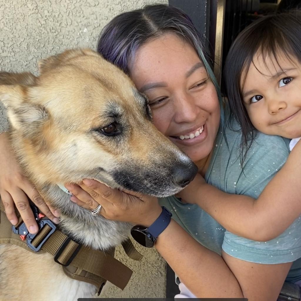 Enlarge Lady, a Adoptable German Shepherd Dog in Pahrump, NV image 3/3
