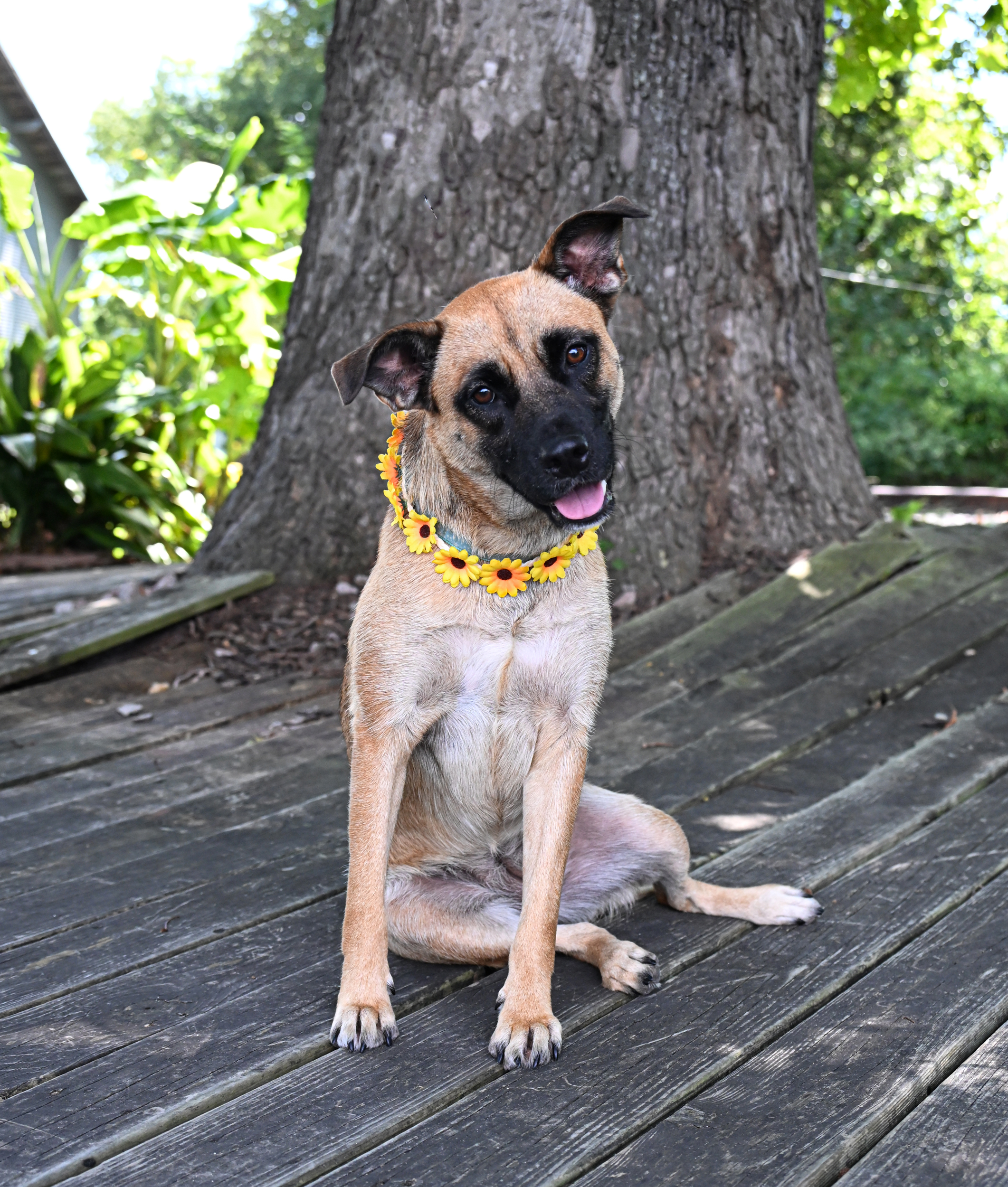 Heidi, an adoptable Belgian Shepherd / Malinois in Orange, TX, 77632 | Photo Image 2