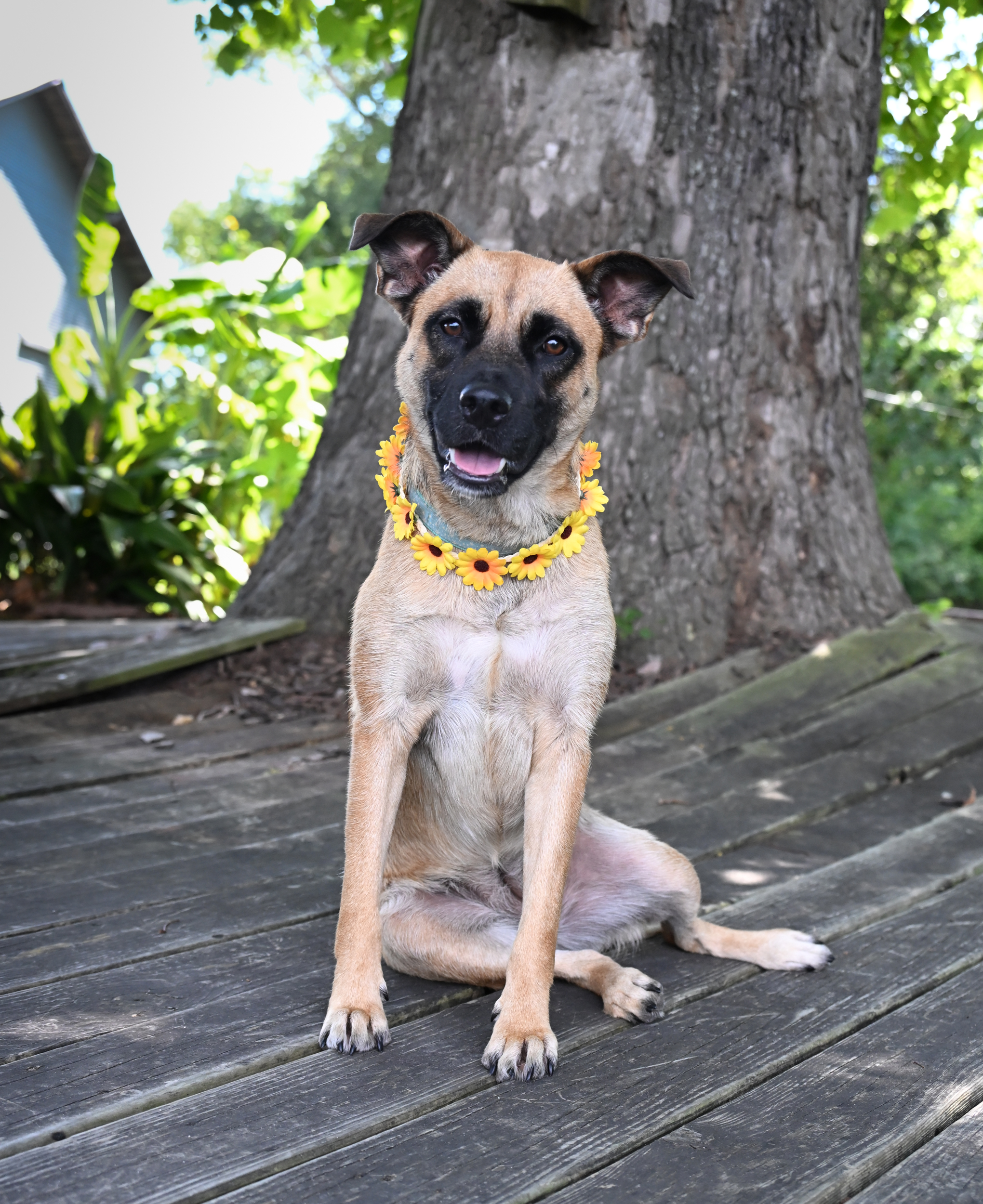 Heidi, an adoptable Belgian Shepherd / Malinois in Orange, TX, 77632 | Photo Image 3
