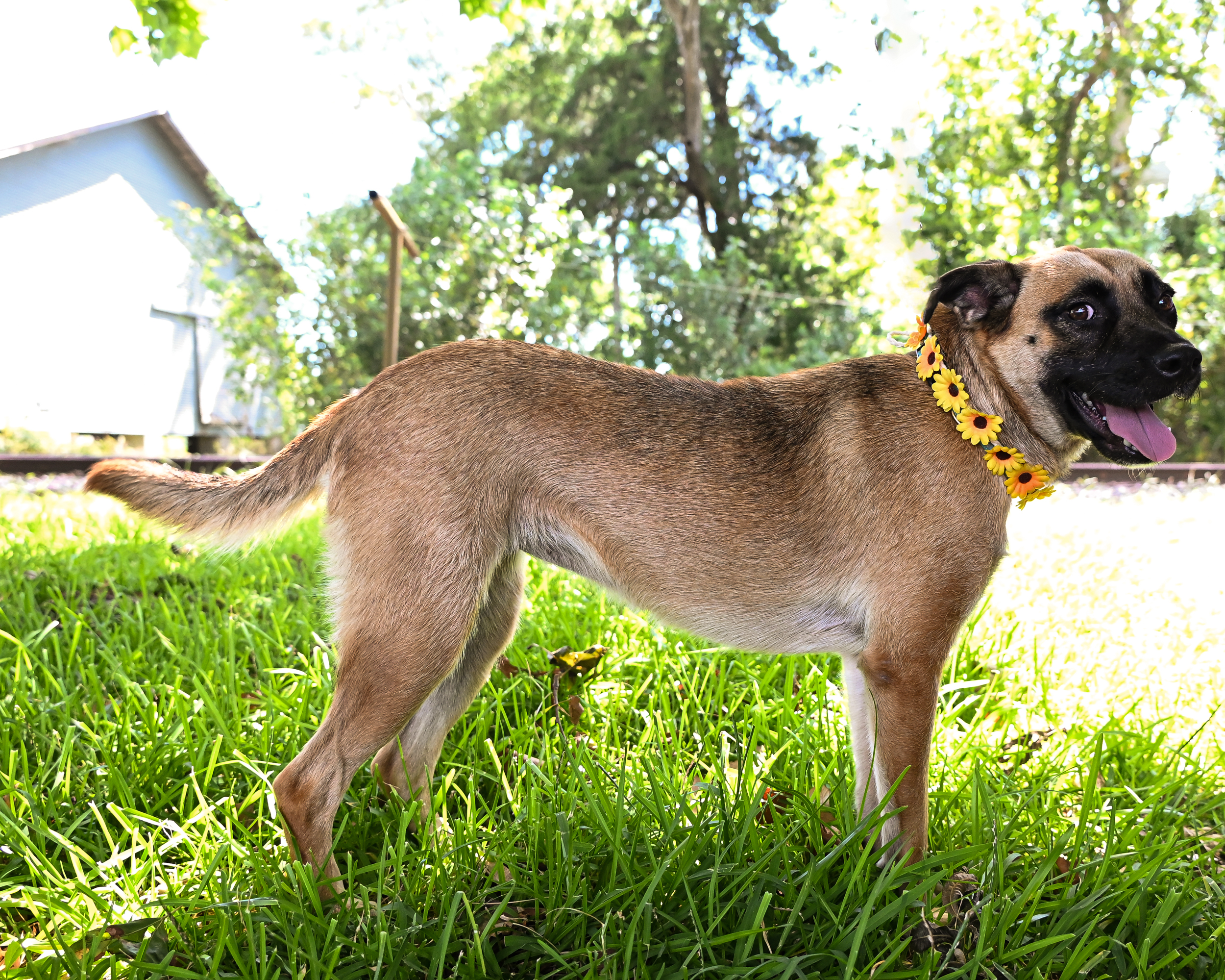Heidi, an adoptable Belgian Shepherd / Malinois in Orange, TX, 77632 | Photo Image 4