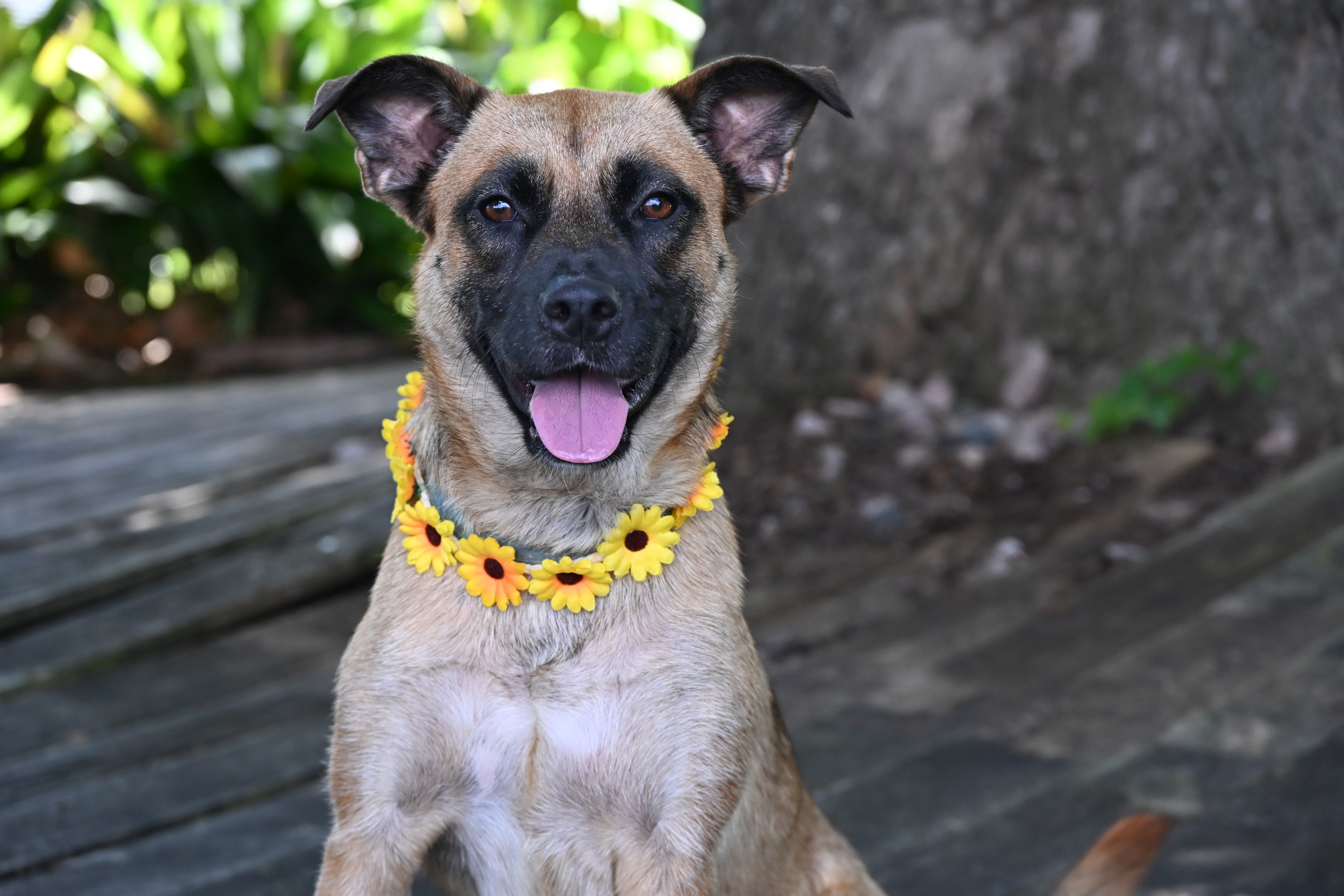 Heidi, an adoptable Belgian Shepherd / Malinois in Orange, TX, 77632 | Photo Image 1