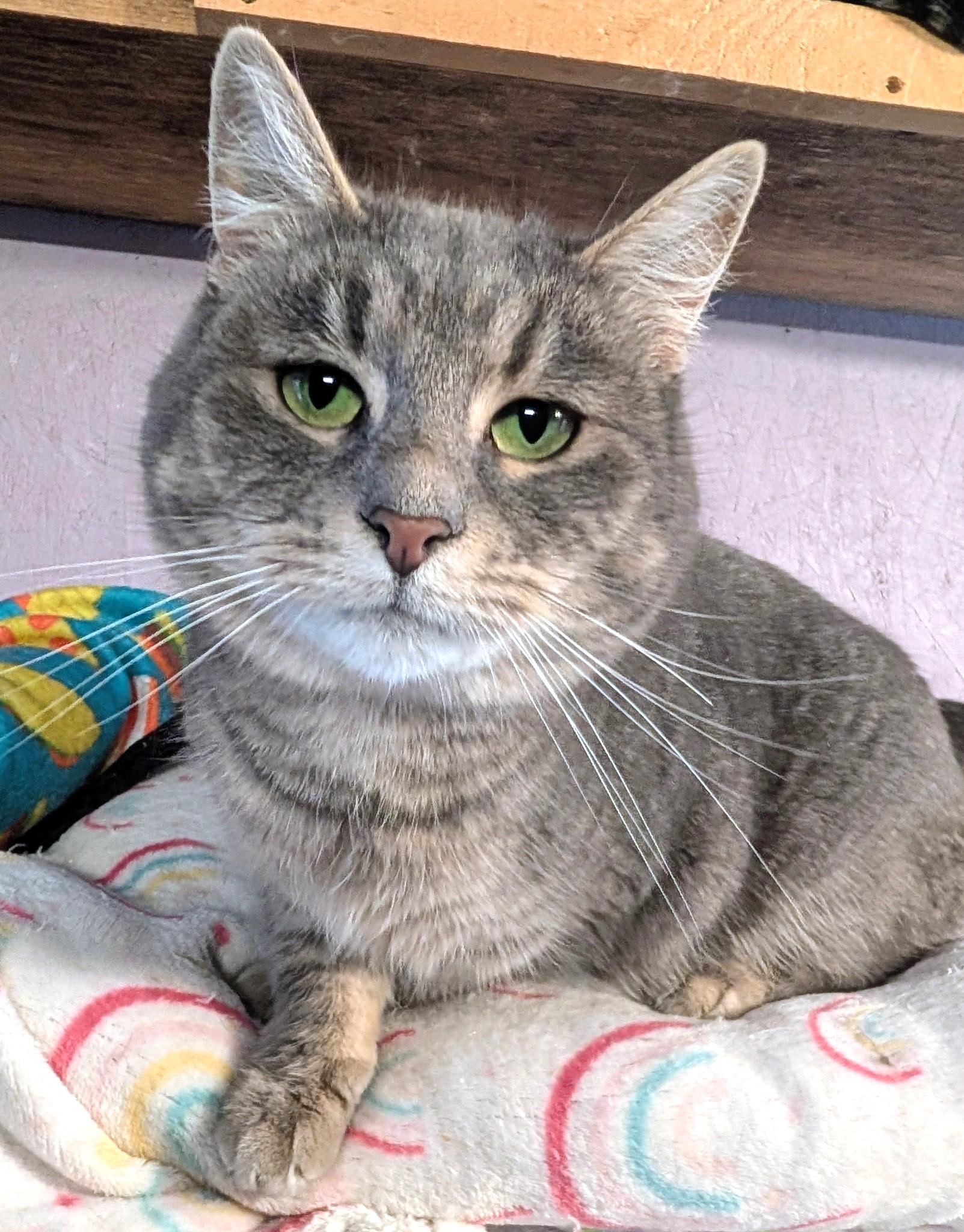 Sarah: Sweetie Pie!, ADOPTABLE, Adult Female Domestic Short Hair.
