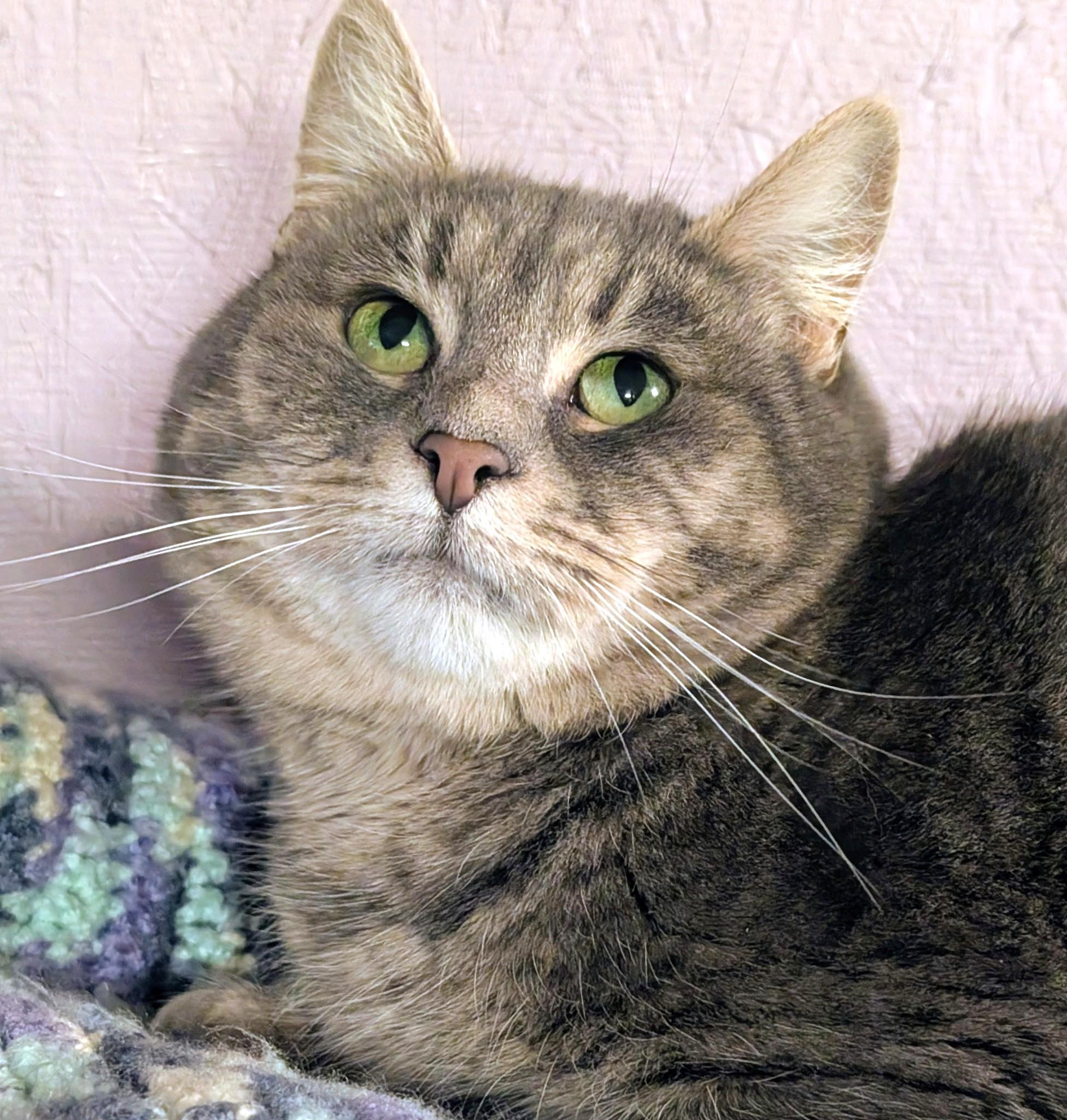 Enlarge Sarah: Sweetie Pie!, a ADOPTABLE Domestic Short Hair in Newport, WA image 2/6