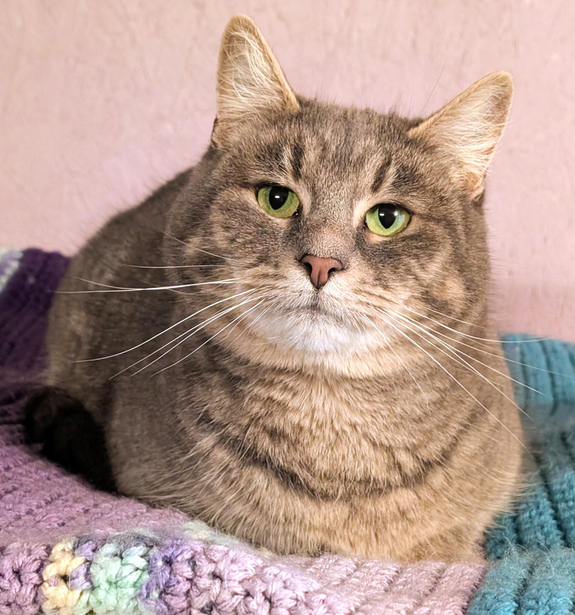 Enlarge Sarah: Sweetie Pie!, a ADOPTABLE Domestic Short Hair in Newport, WA image 4/6