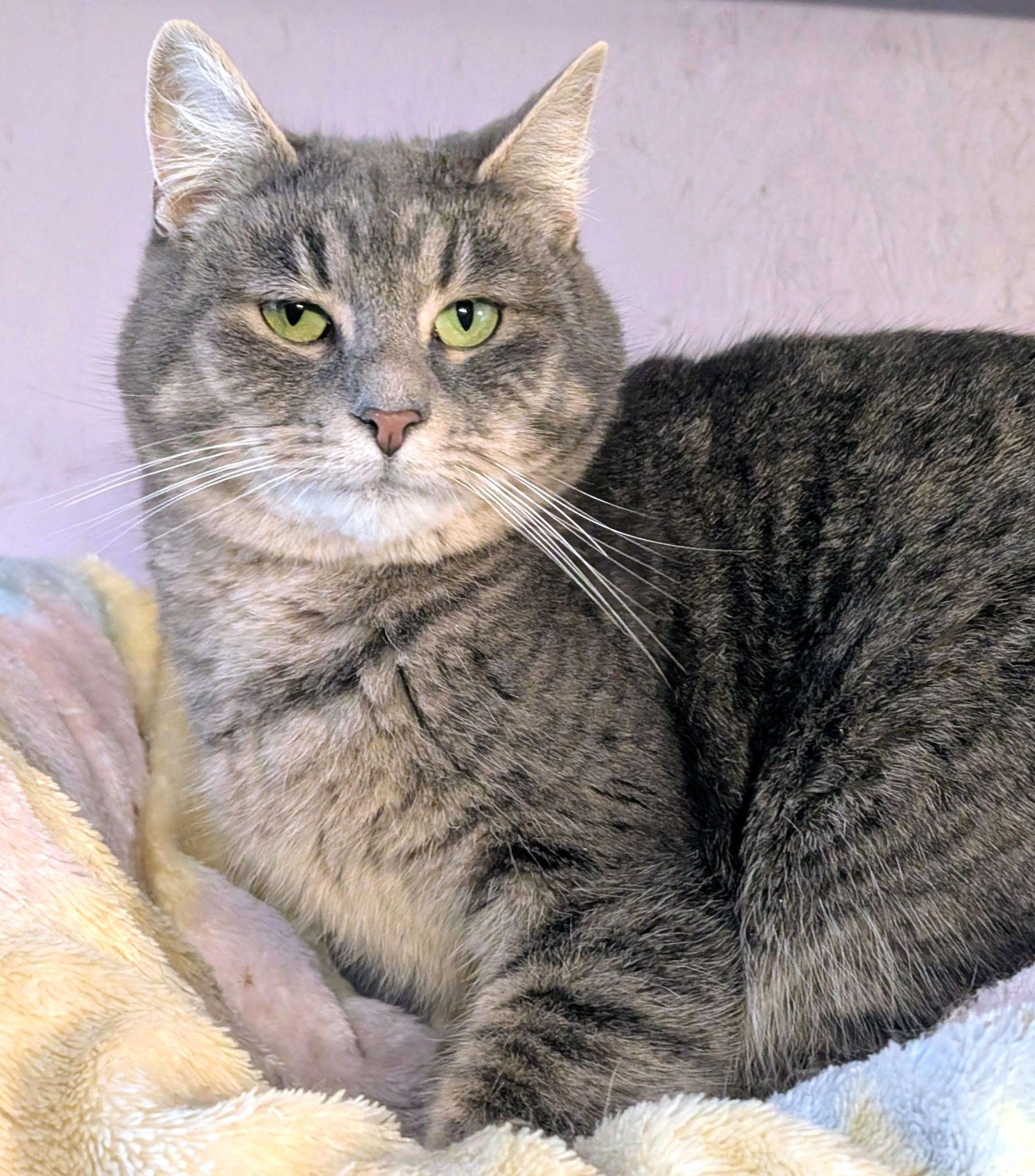 Enlarge Sarah: Sweetie Pie!, a ADOPTABLE Domestic Short Hair in Newport, WA image 3/6
