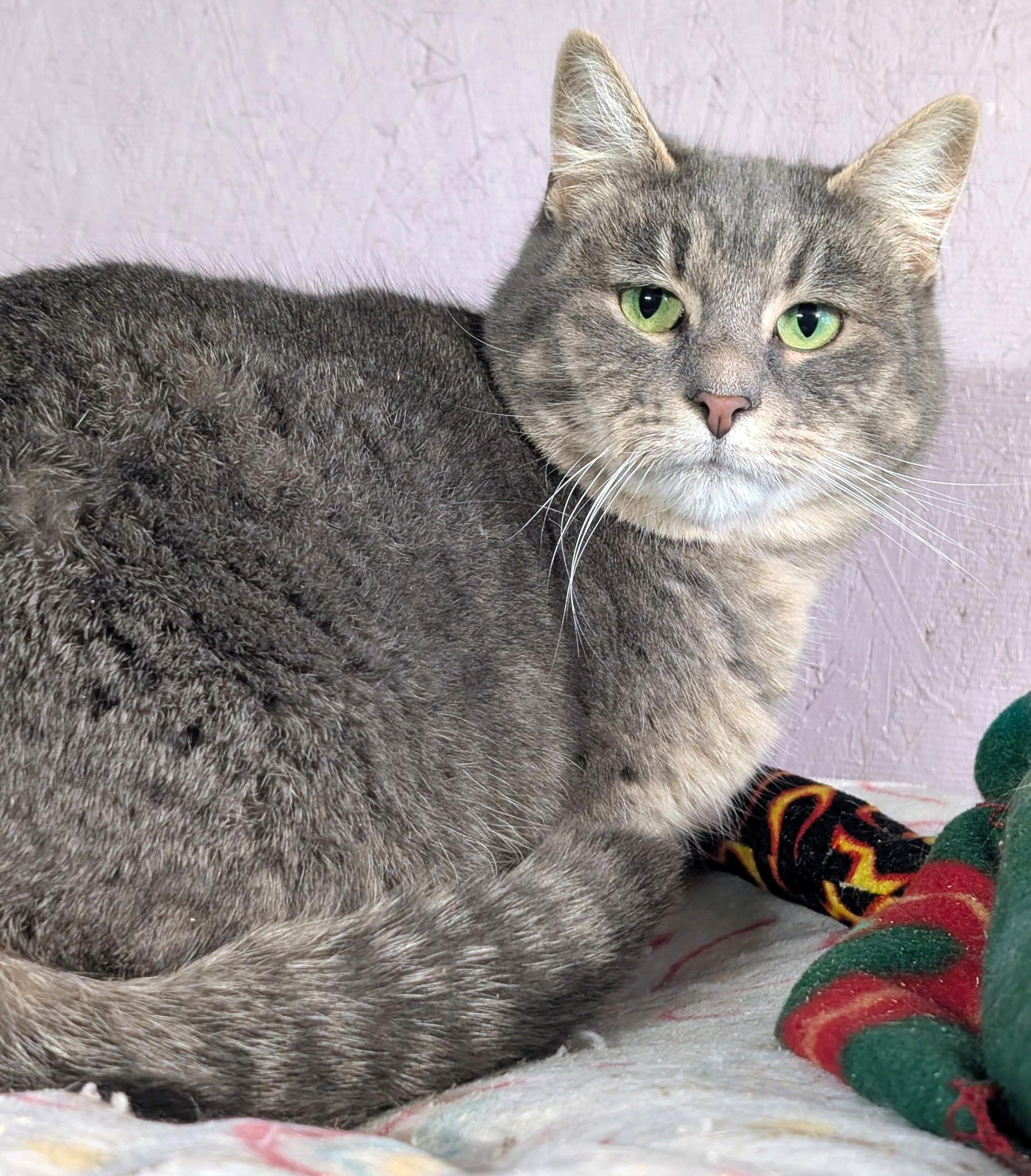 Enlarge Sarah: Sweetie Pie!, a ADOPTABLE Domestic Short Hair in Newport, WA image 5/6